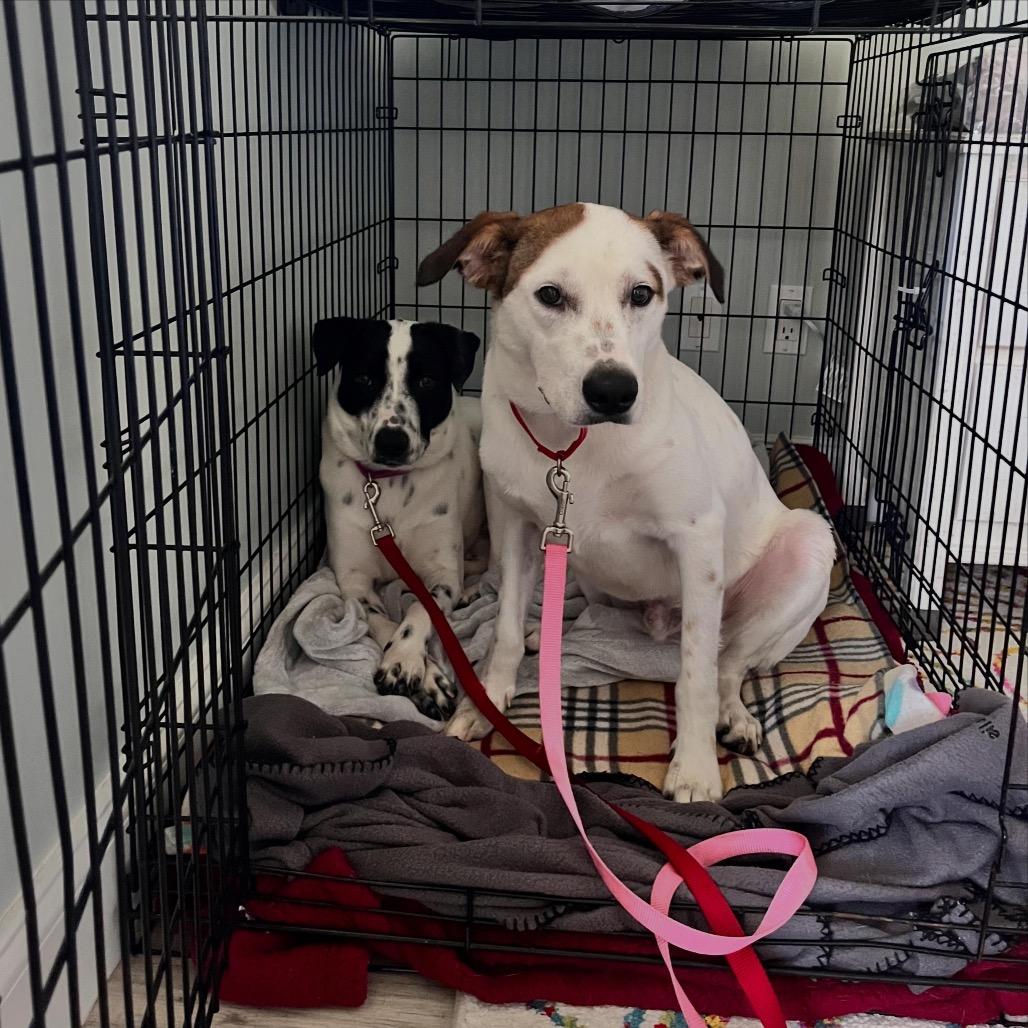 Enlarge Toby, a Adoptable mixed breed in Juno Beach, FL image 2/5