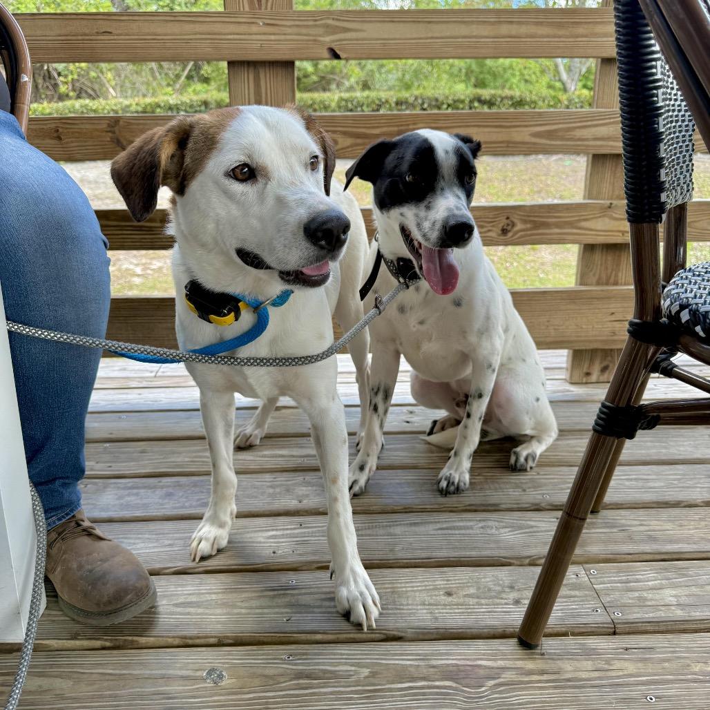 Enlarge Toby, a Adoptable mixed breed in Juno Beach, FL image 3/5