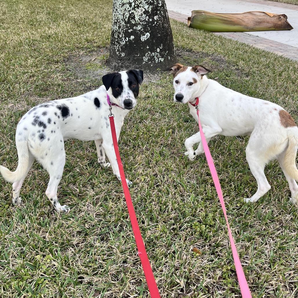 Enlarge Toby, a Adoptable mixed breed in Juno Beach, FL image 4/5
