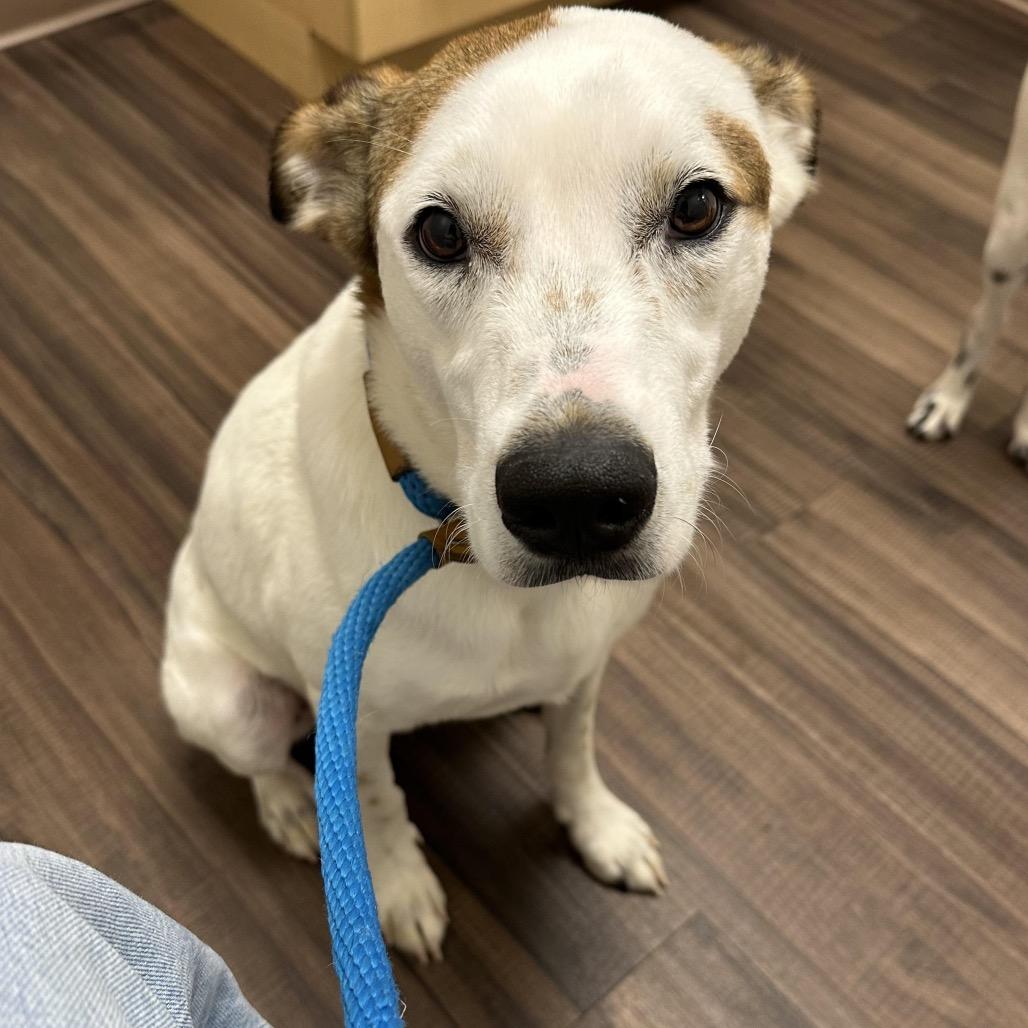 Enlarge Toby, a Adoptable mixed breed in Juno Beach, FL image 5/5