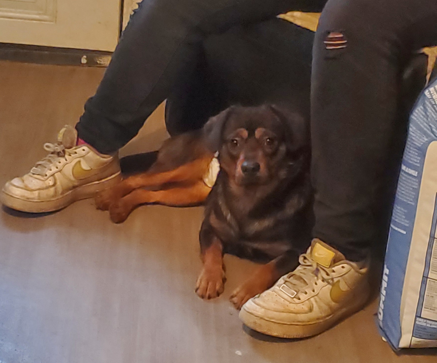 Enlarge Stitch, a Adoptable mixed breed in Campton, KY image 1/4