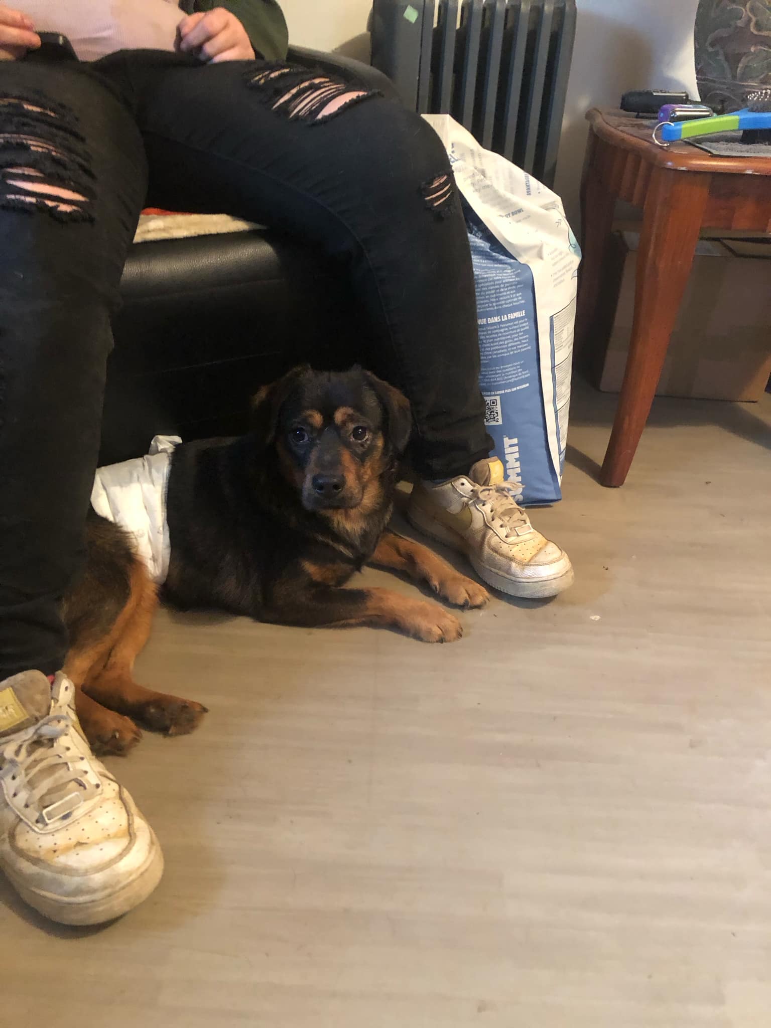 Enlarge Stitch, a Adoptable mixed breed in Campton, KY image 2/4