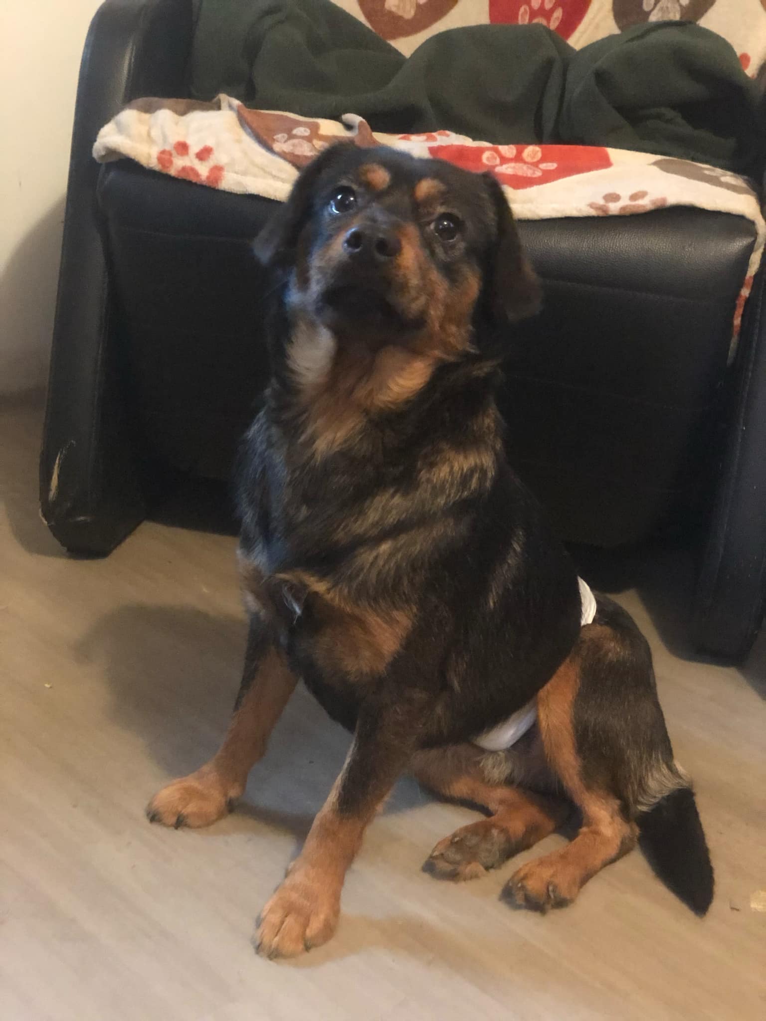 Enlarge Stitch, a Adoptable mixed breed in Campton, KY image 3/4