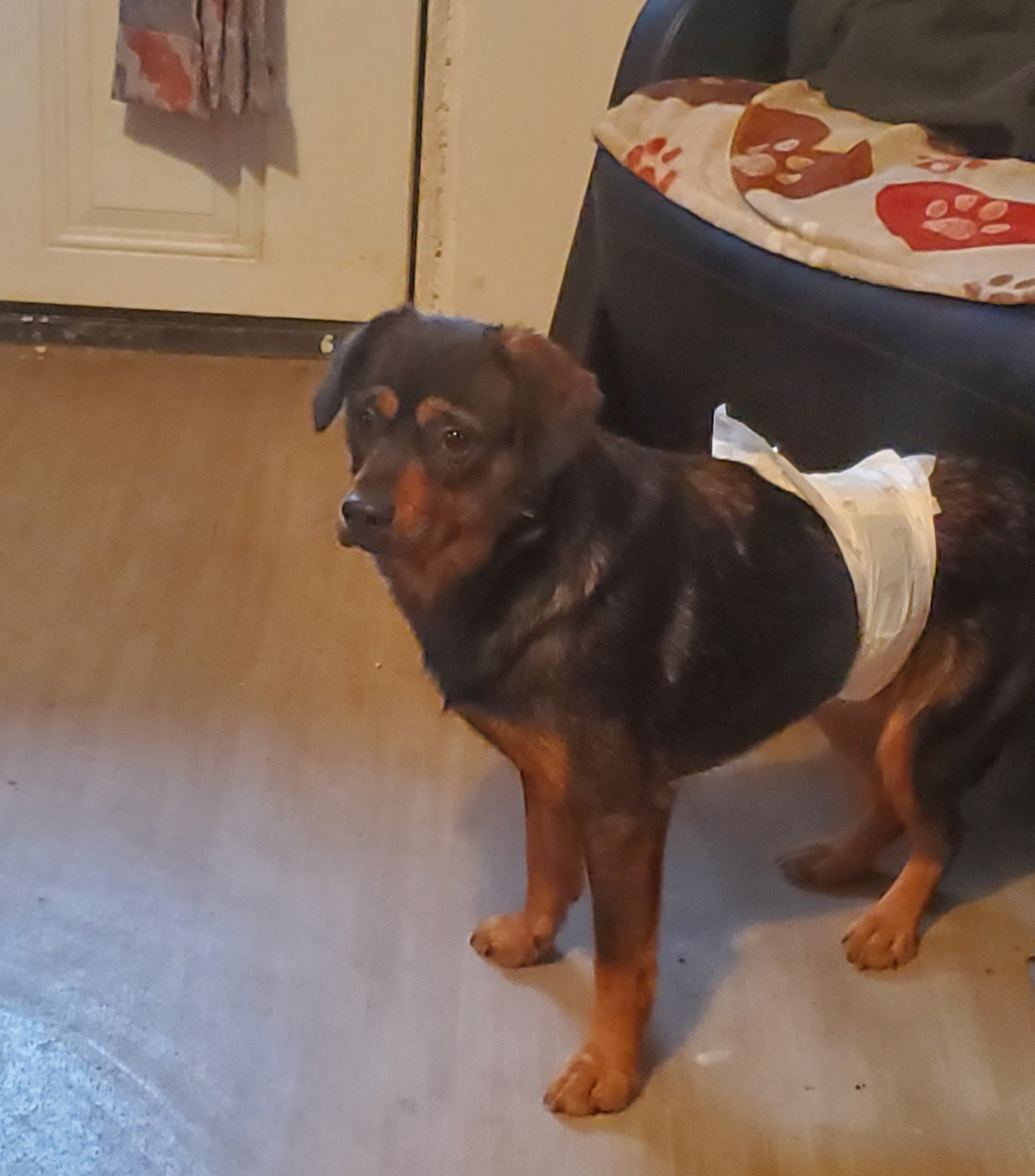 Stitch, Adoptable, Young Male Corgi & Chihuahua.