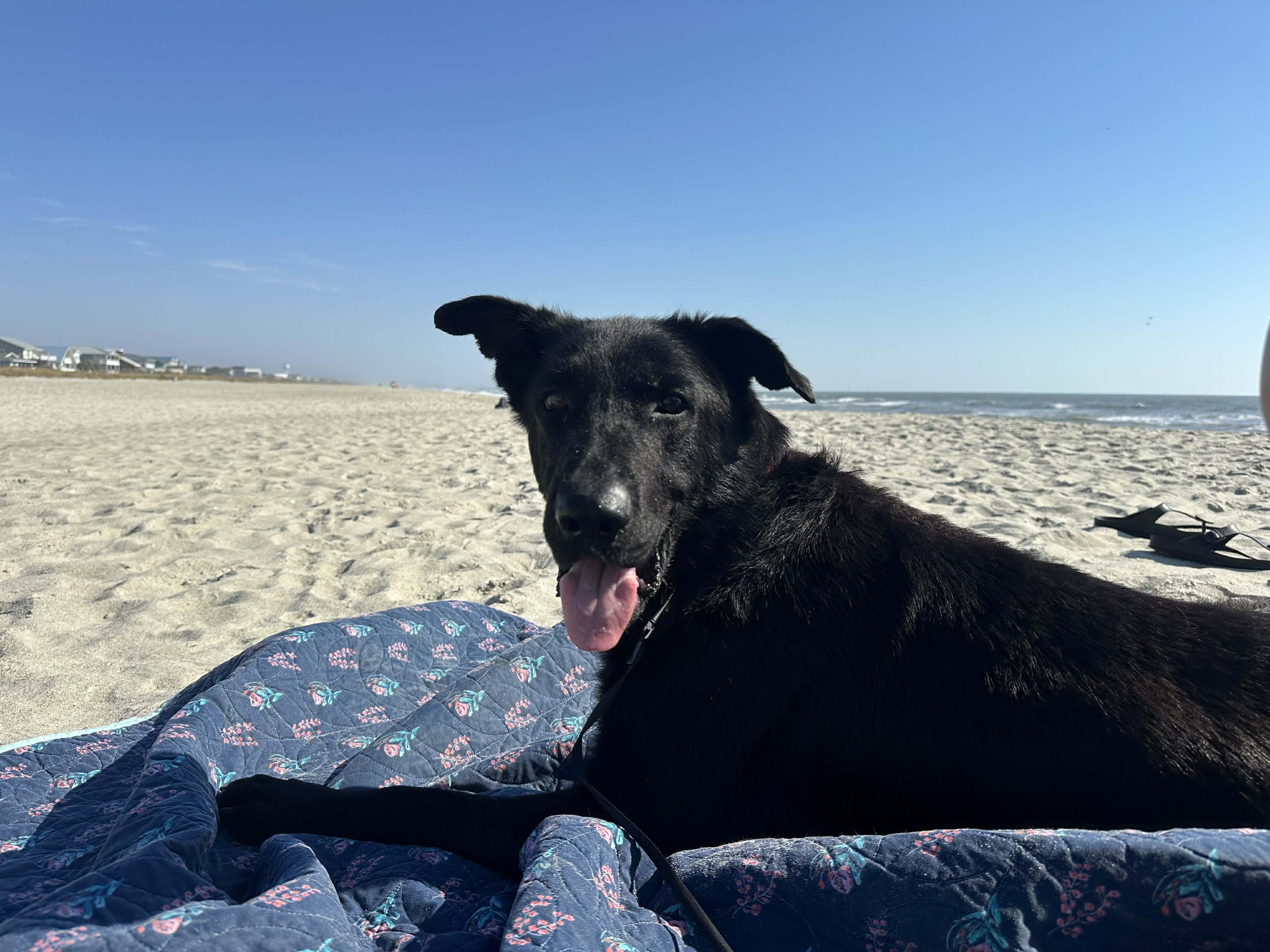 Enlarge Petey, a ADOPTABLE mixed breed in Wilmington , NC image 6/6