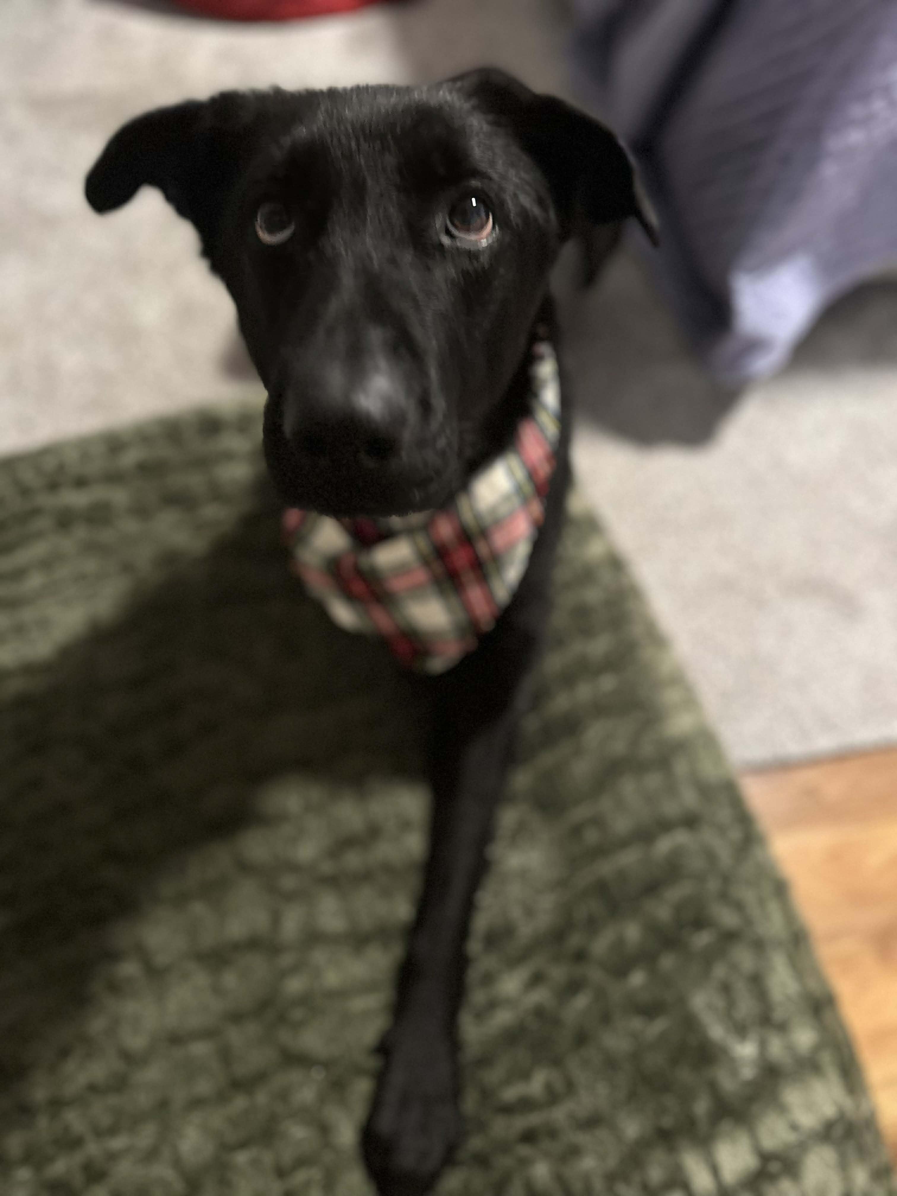 Enlarge Petey, a ADOPTABLE mixed breed in Wilmington , NC image 4/6