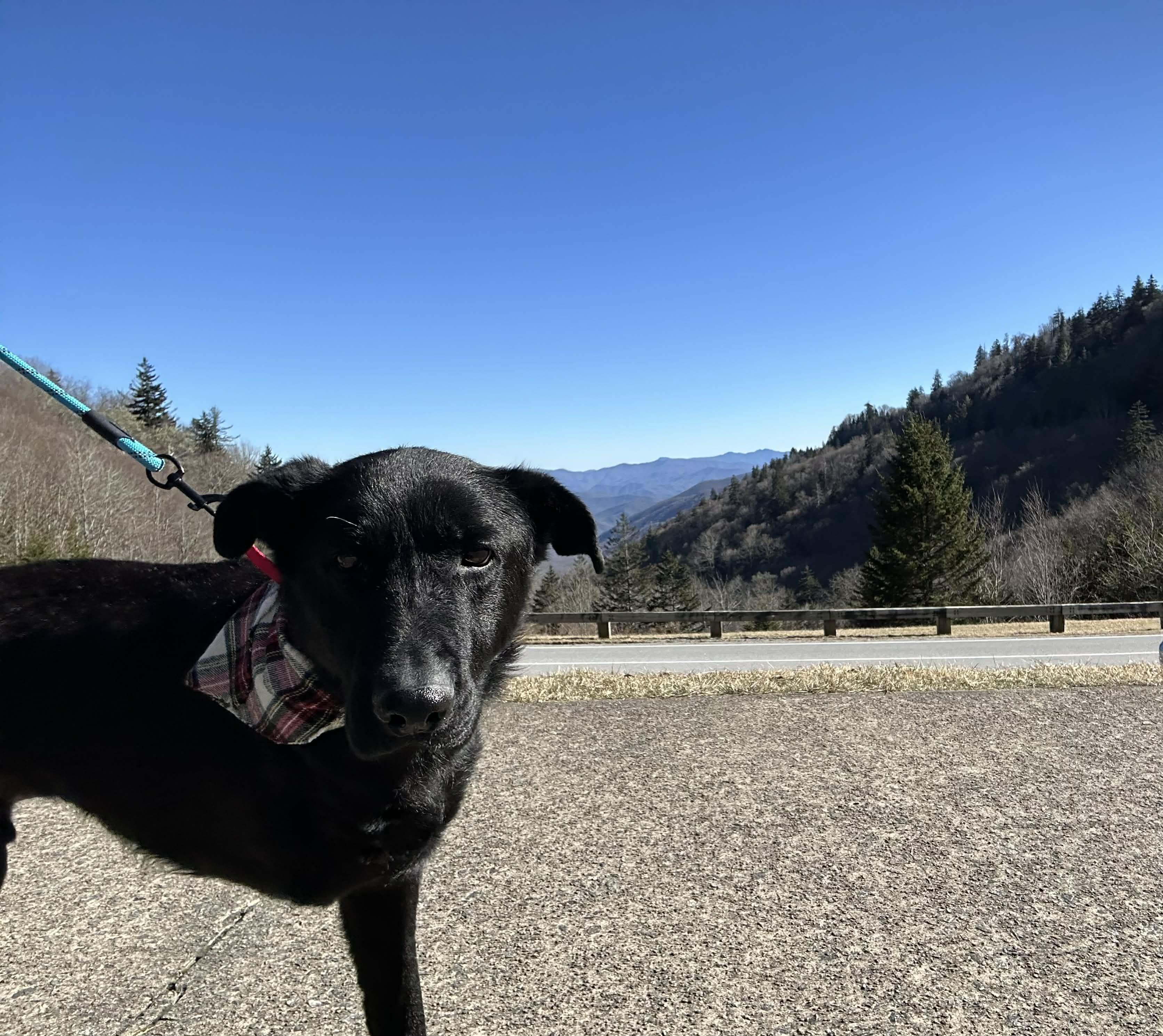 Enlarge Petey, a ADOPTABLE mixed breed in Wilmington , NC image 3/6