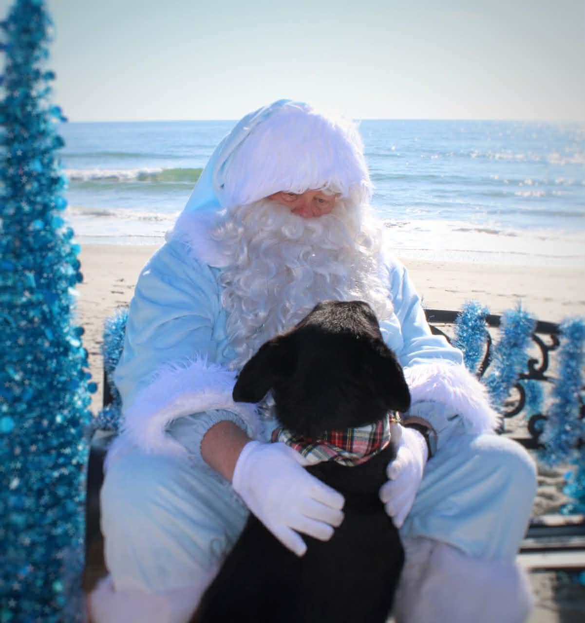 Enlarge Petey, a ADOPTABLE mixed breed in Wilmington , NC image 1/6