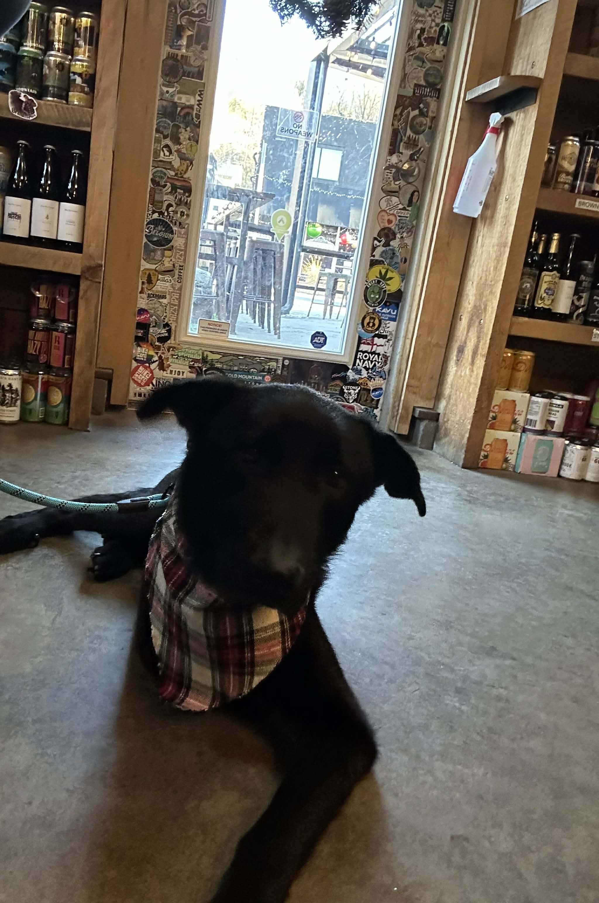 Enlarge Petey, a ADOPTABLE mixed breed in Wilmington , NC image 5/6