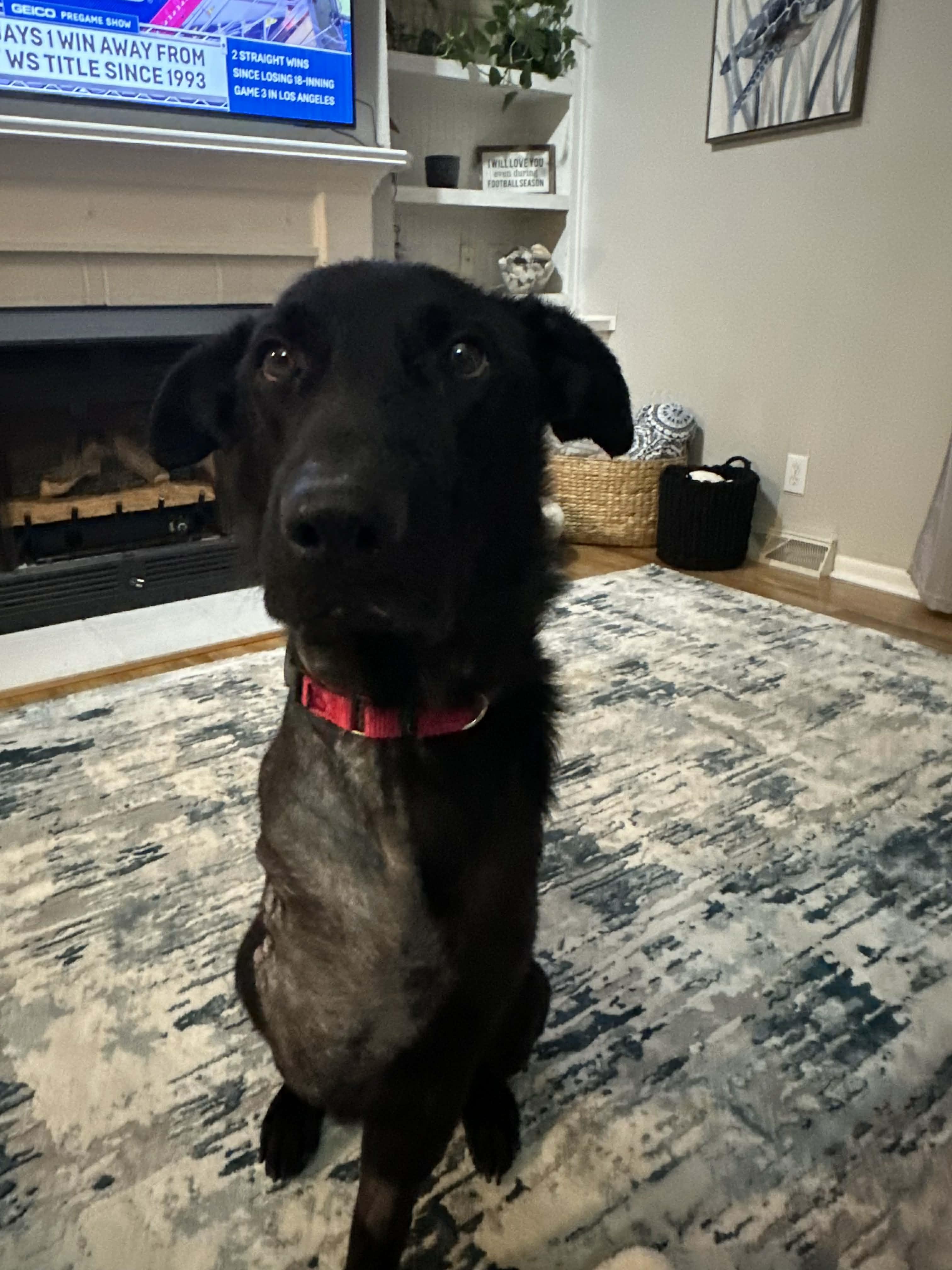 Enlarge Petey, a ADOPTABLE mixed breed in Wilmington , NC image 2/6