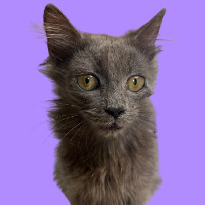 Enlarge Lucy, a Adoptable Domestic Medium Hair in Tuscaloosa, AL image 1/4