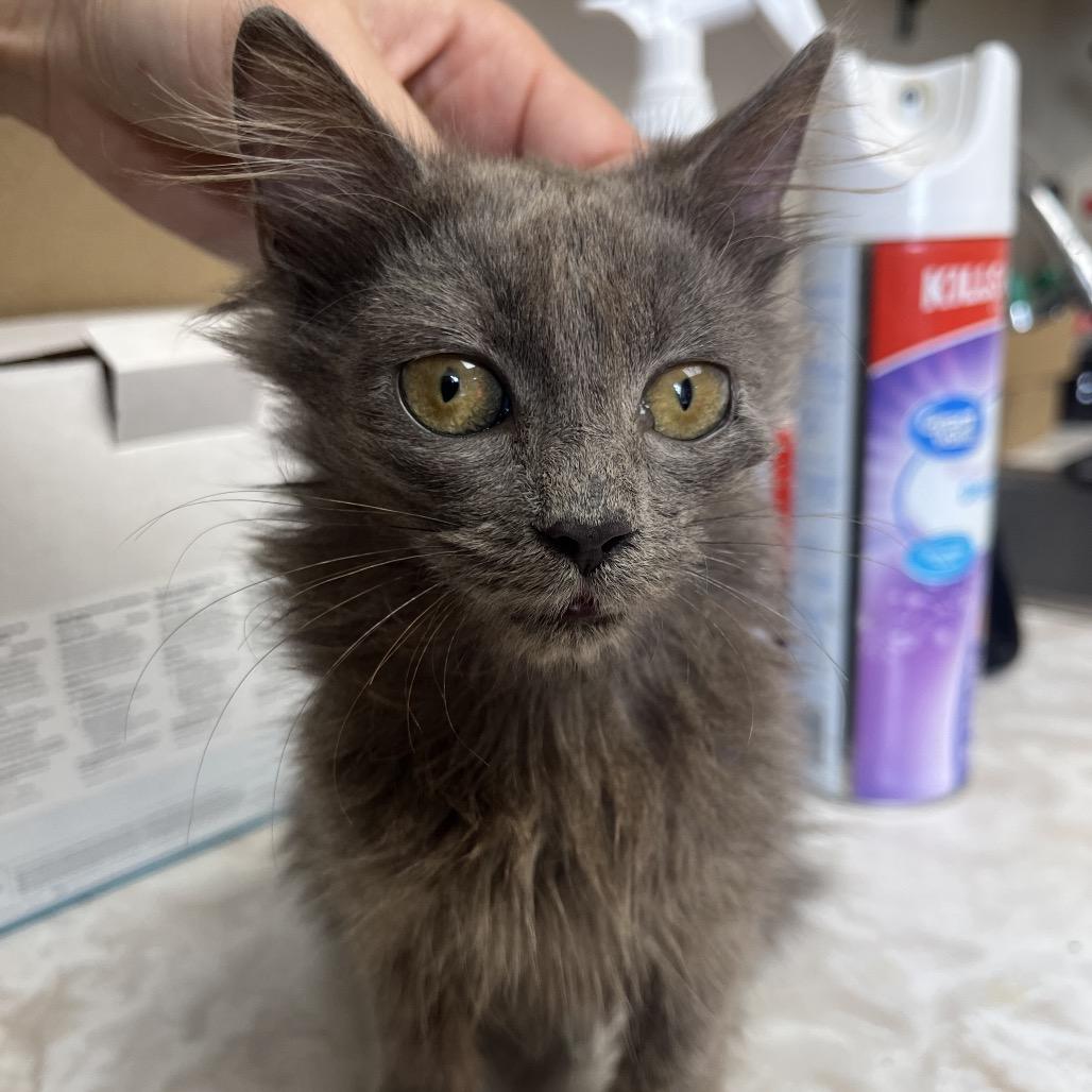 Enlarge Lucy, a Adoptable Domestic Medium Hair in Tuscaloosa, AL image 2/4