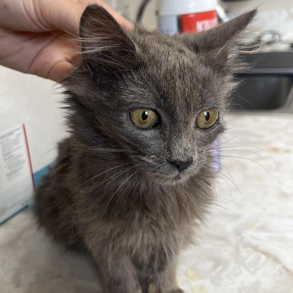 Enlarge Lucy, a Adoptable Domestic Medium Hair in Tuscaloosa, AL image 3/4