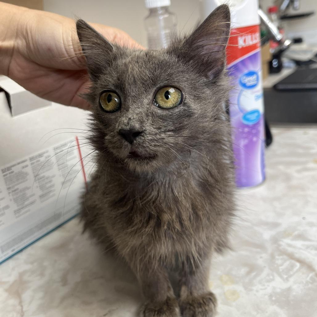 Enlarge Lucy, a Adoptable Domestic Medium Hair in Tuscaloosa, AL image 4/4