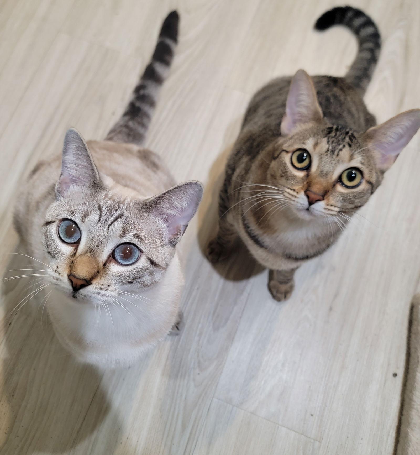 Petunia, Adoptable, Young Female Domestic Short Hair.