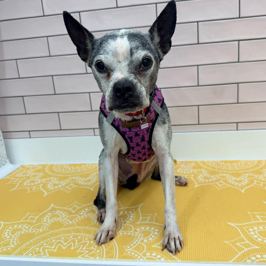 Noodle 13622, Adoptable, Senior Female Boston Terrier.