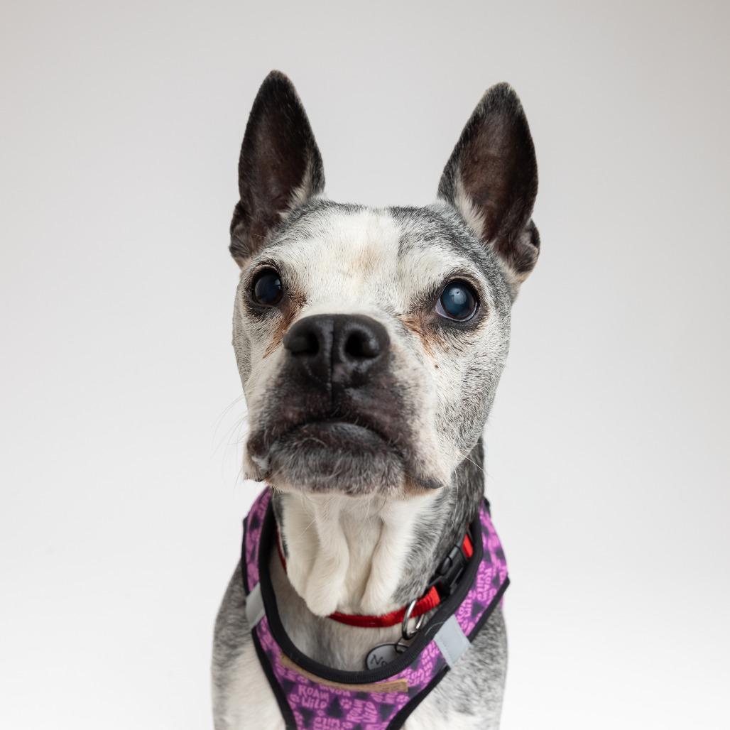 Enlarge Noodle 13622, a Adoptable Boston Terrier in San Francisco, CA image 2/6