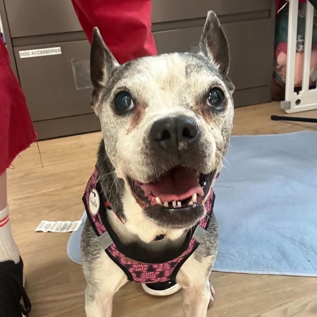 Enlarge Noodle 13622, a Adoptable Boston Terrier in San Francisco, CA image 4/6