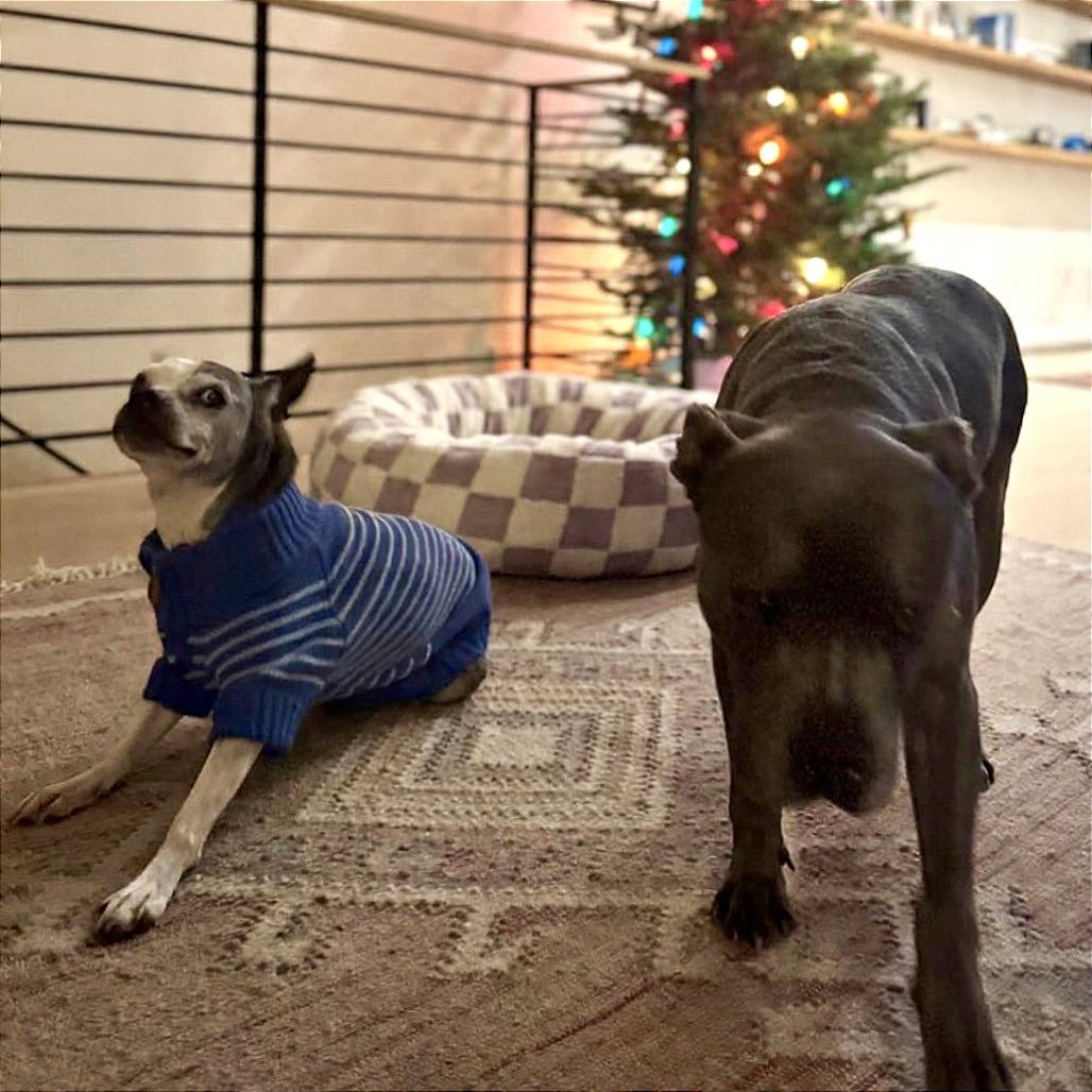 Enlarge Noodle 13622, a Adoptable Boston Terrier in San Francisco, CA image 5/6