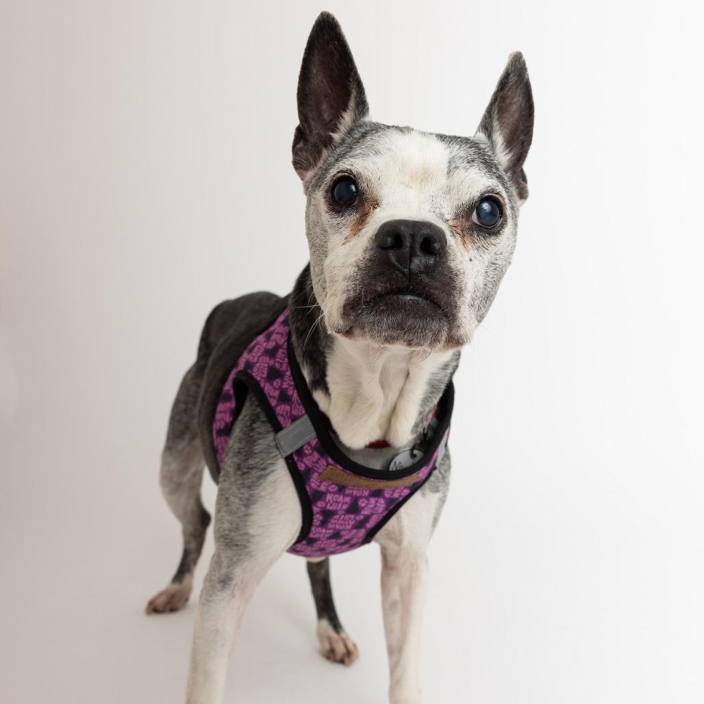 Enlarge Noodle 13622, a Adoptable Boston Terrier in San Francisco, CA image 6/6