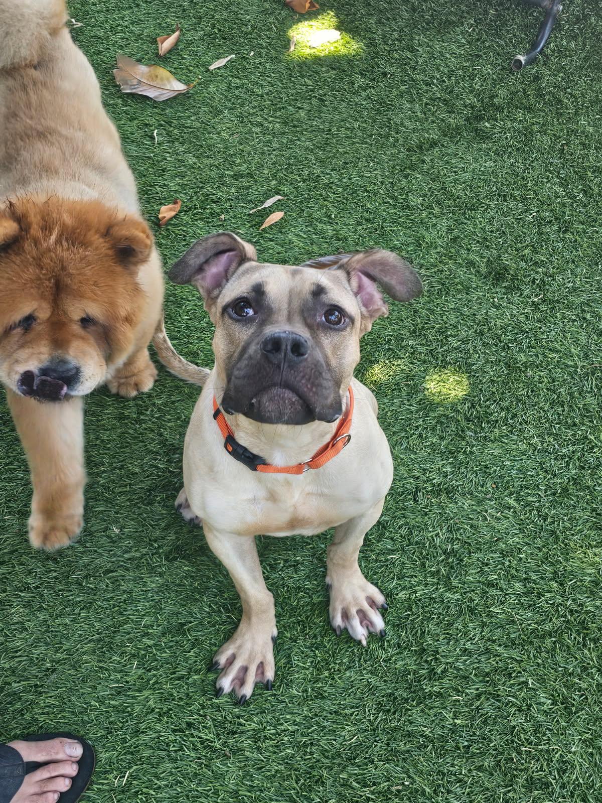 Tater Tot, a Adoptable mixed breed in rowland heights, CA image 1/6