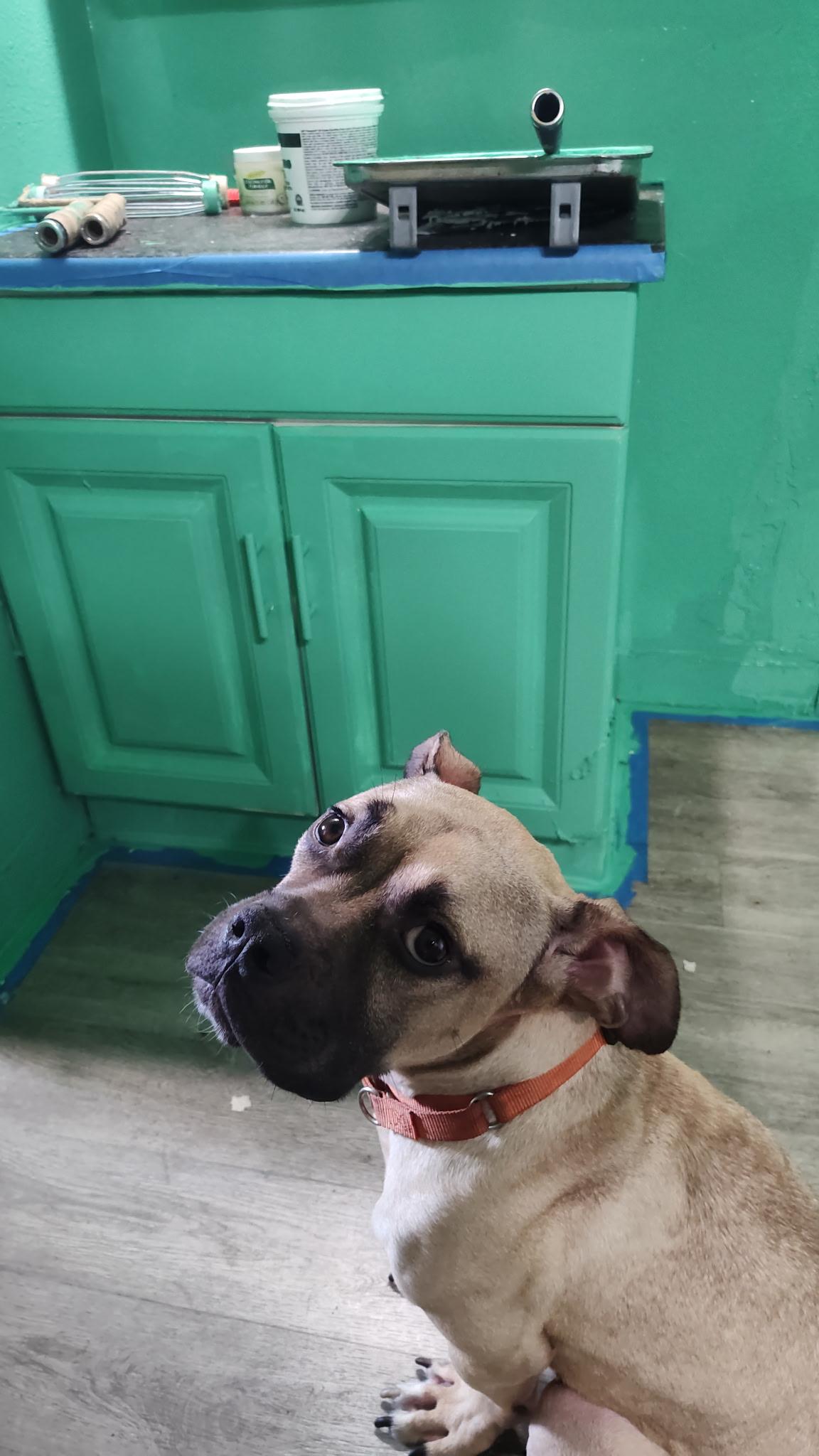 Tater Tot, a Adoptable mixed breed in rowland heights, CA image 2/6