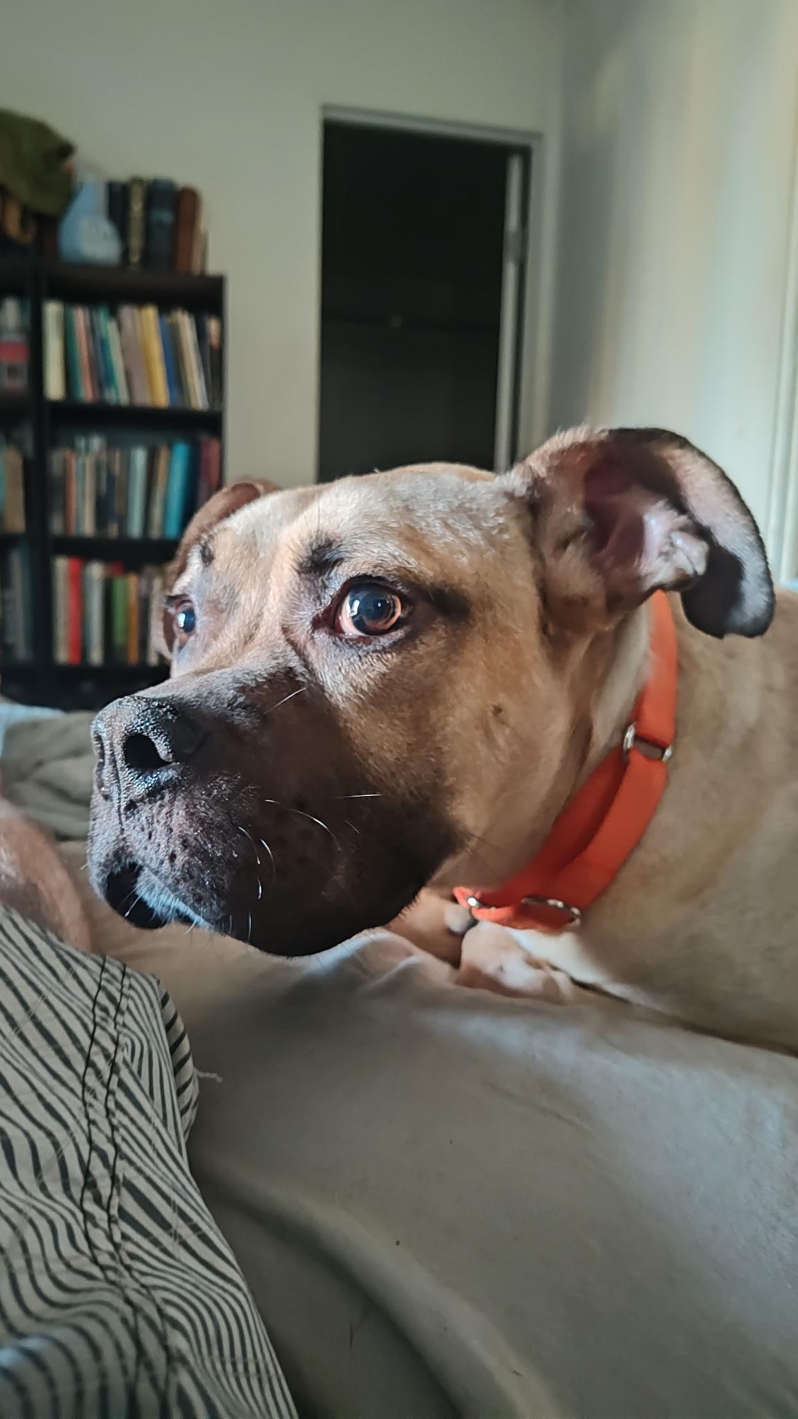 Tater Tot, a Adoptable mixed breed in rowland heights, CA image 3/6