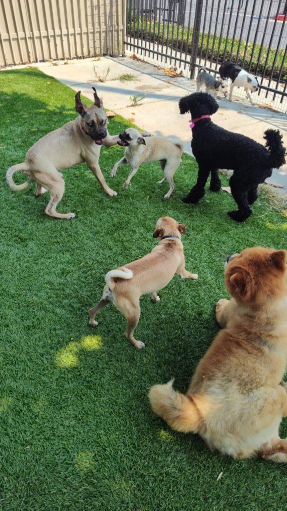 Tater Tot, a Adoptable mixed breed in rowland heights, CA image 4/6