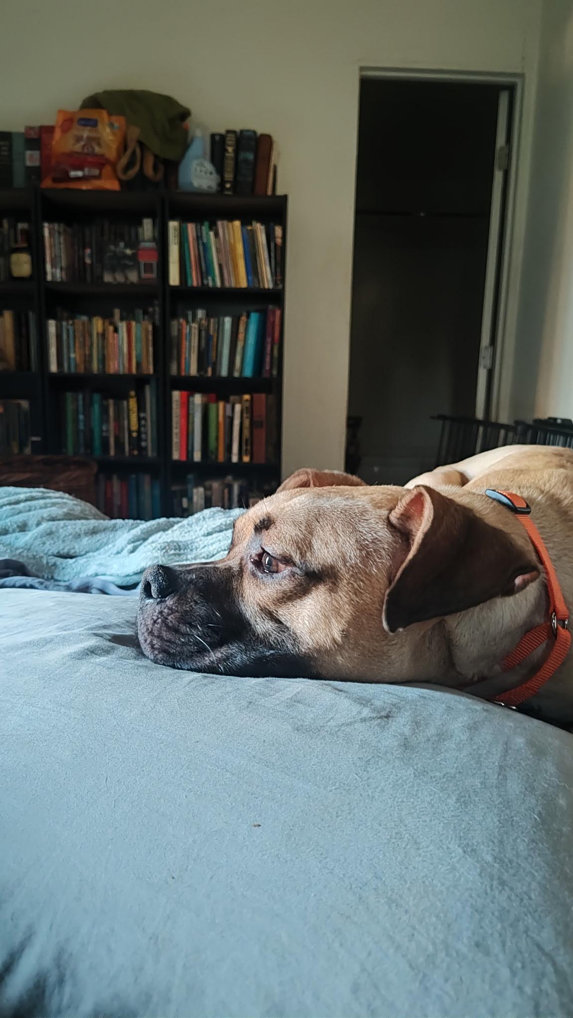 Tater Tot, a Adoptable mixed breed in rowland heights, CA image 5/6