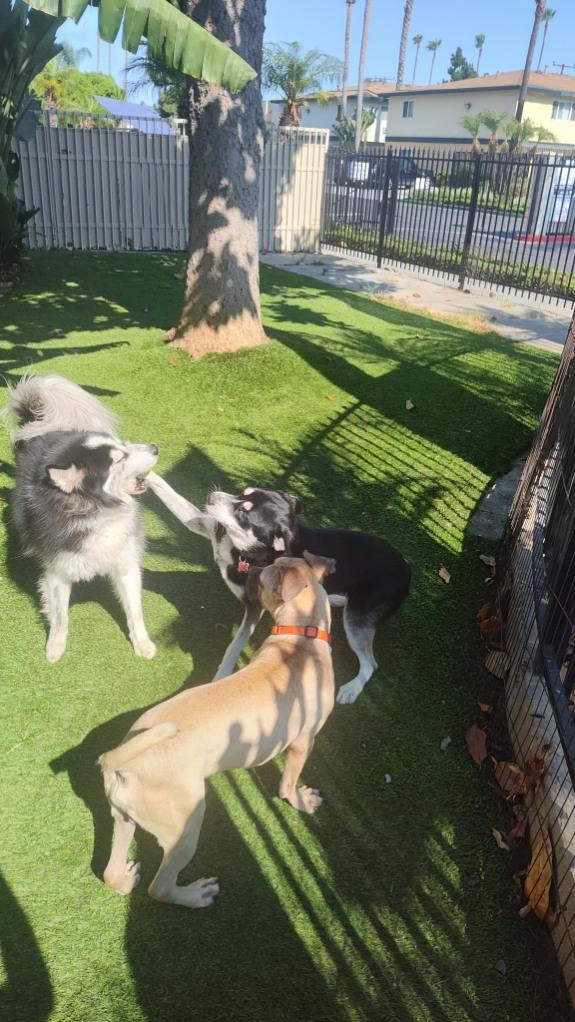 Tater Tot, a Adoptable mixed breed in rowland heights, CA image 6/6