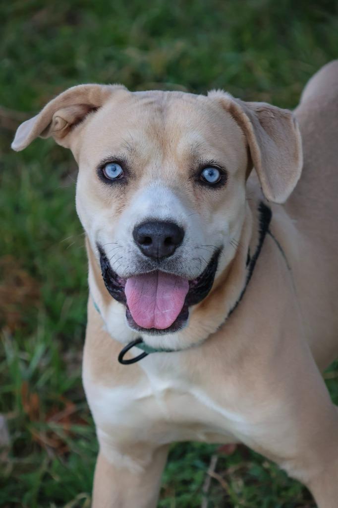 Fritter, Adoptable, Young Male Mixed Breed.