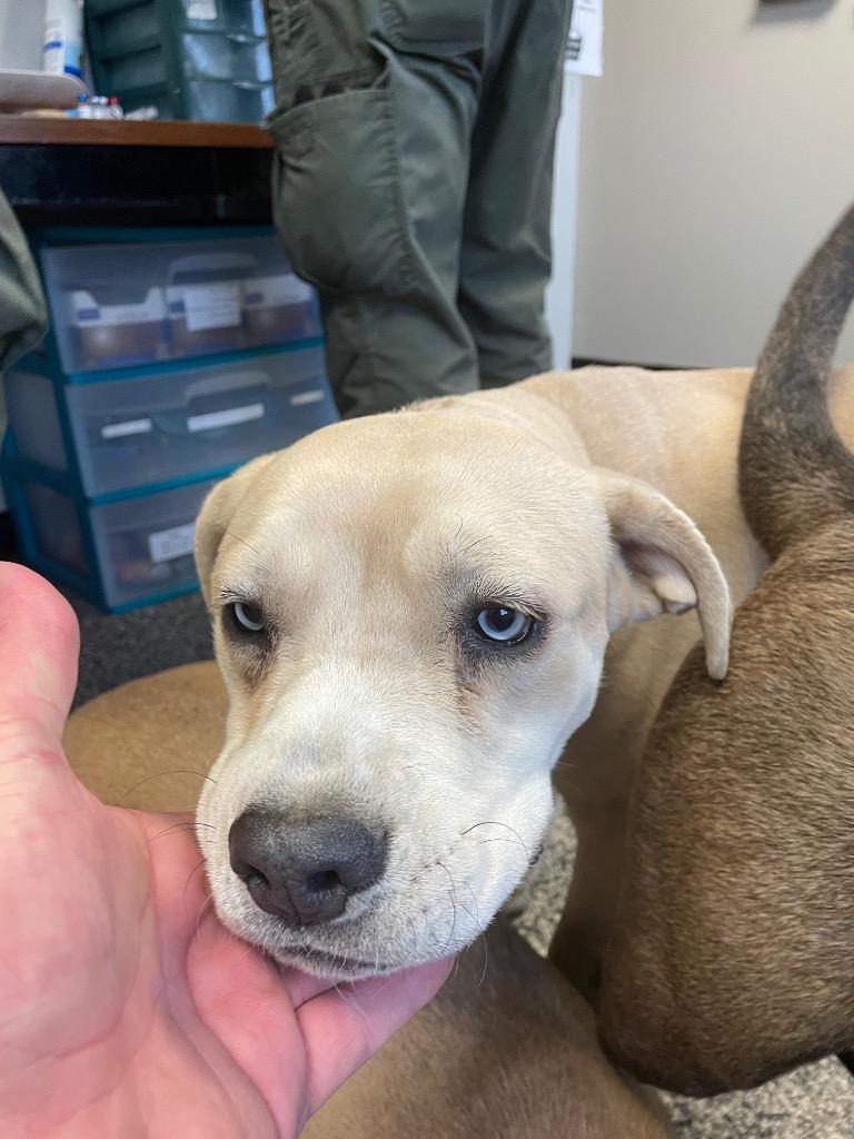 Fritter, Adoptable, Young Male Mixed Breed.