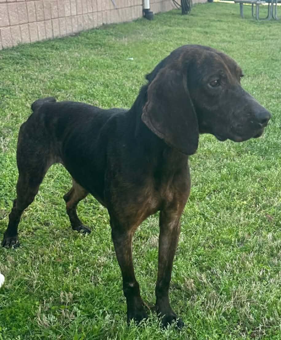 Whipper, a ADOPTABLE Plott Hound in Statesboro, GA image 4/4