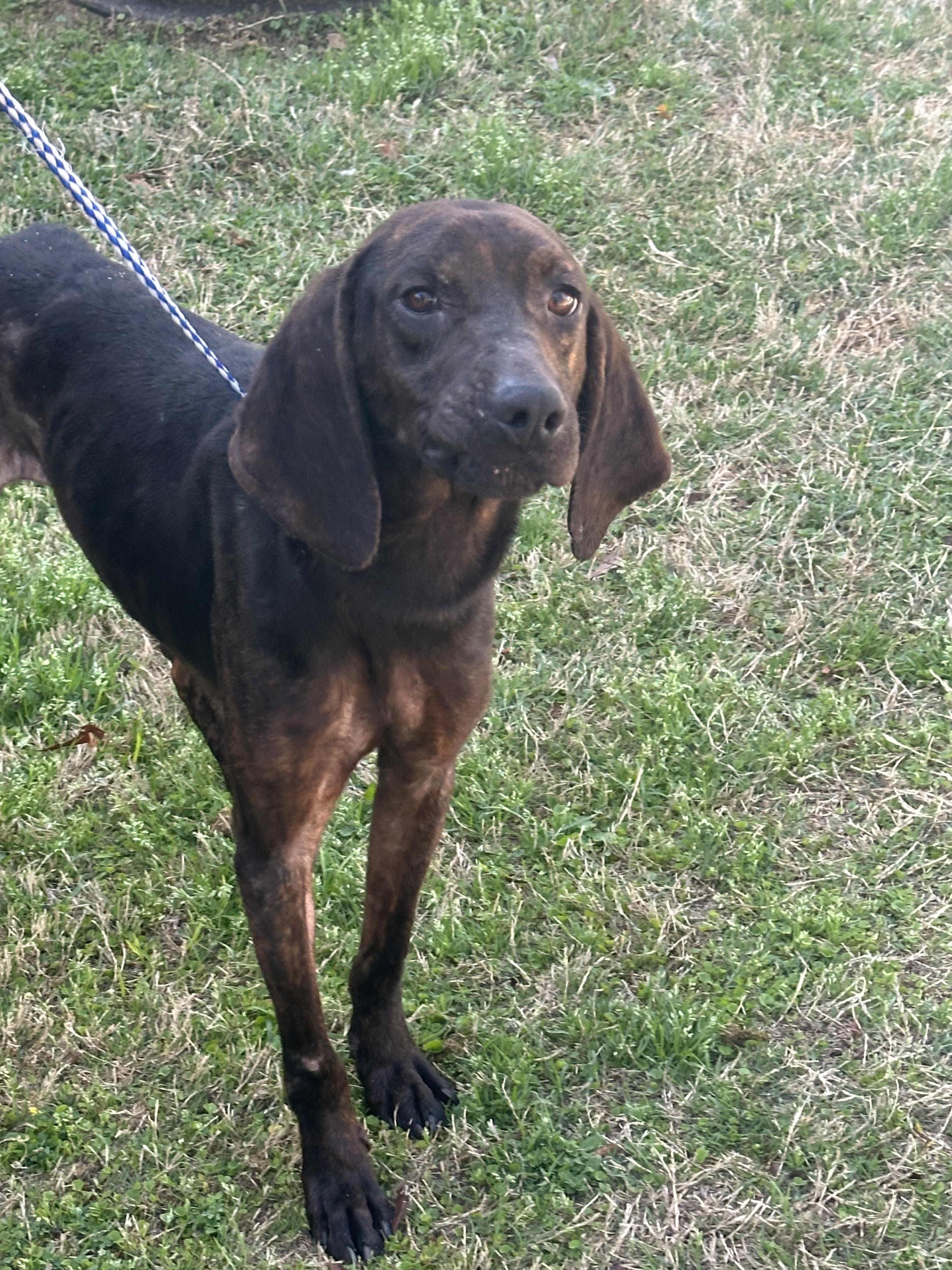 Whipper, a ADOPTABLE Plott Hound in Statesboro, GA image 3/4