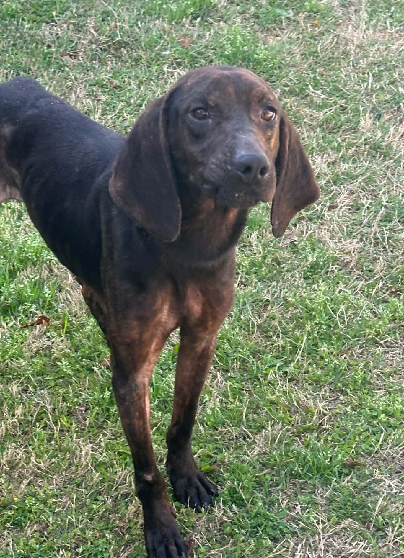 Whipper, ADOPTABLE, Adult Male Plott Hound.
