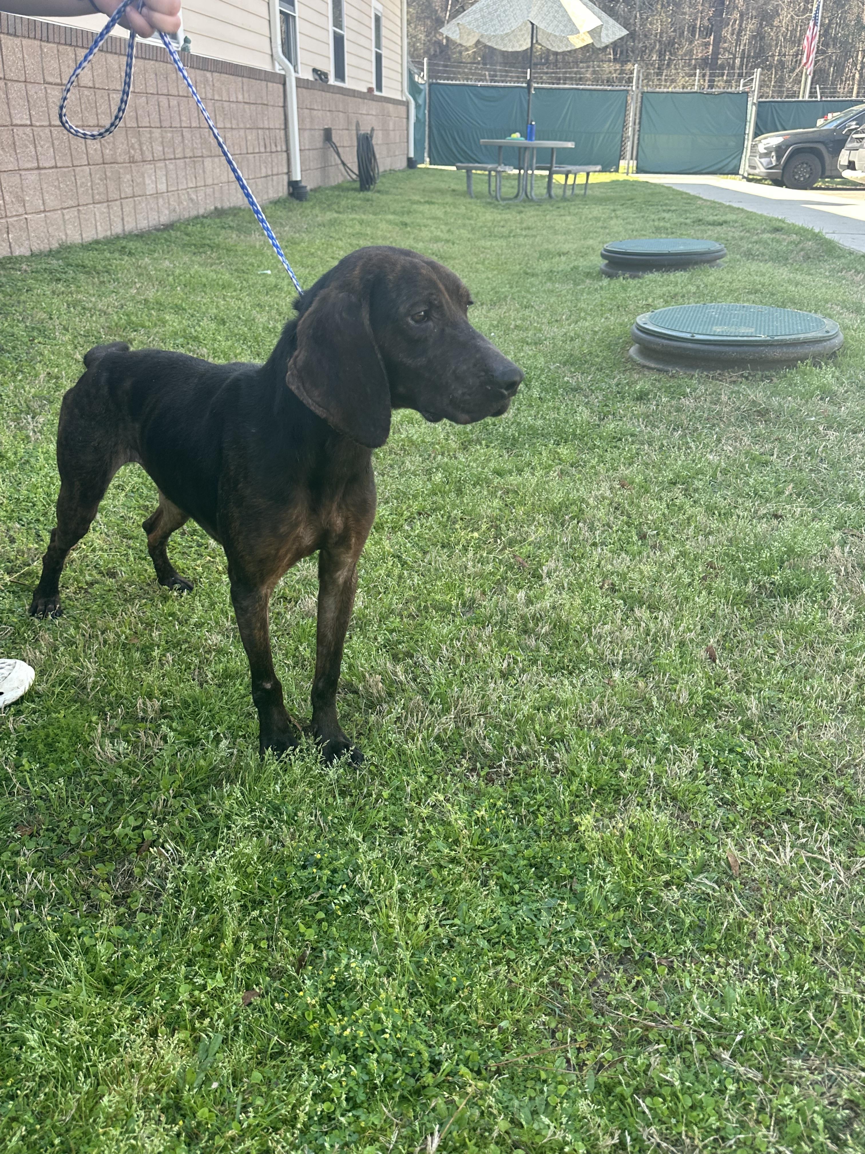 Whipper, a ADOPTABLE Plott Hound in Statesboro, GA image 2/4