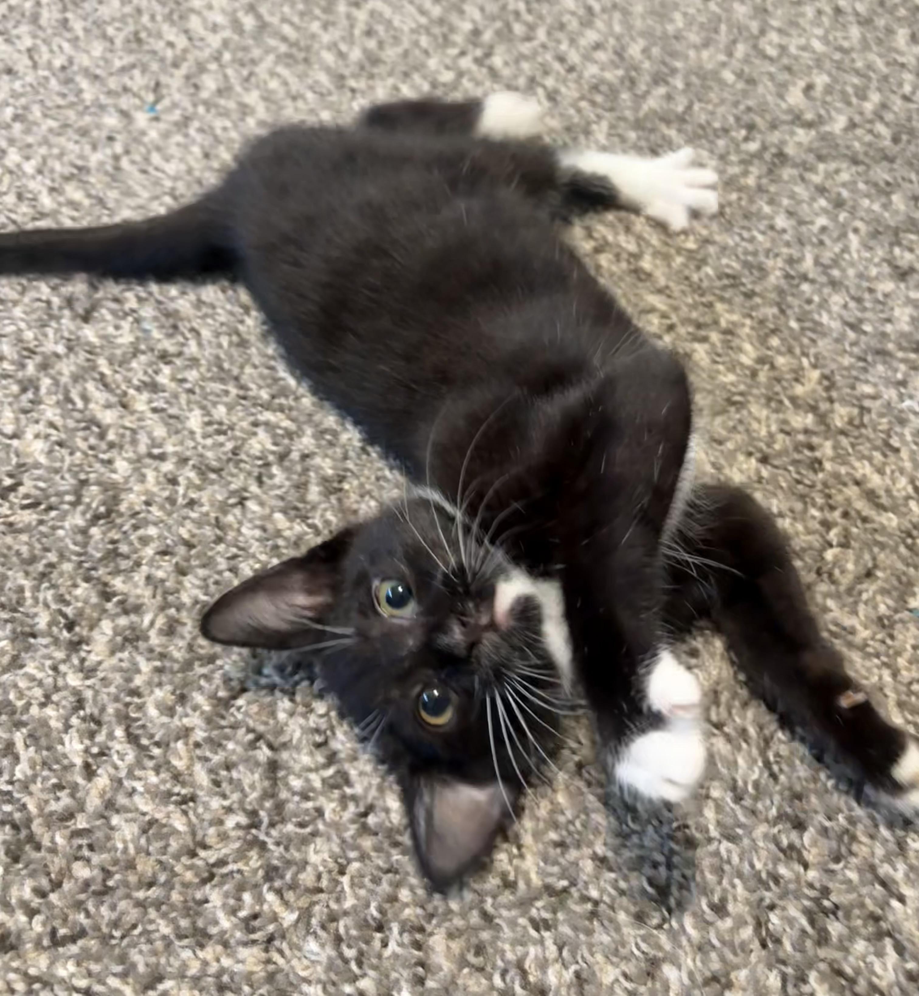 Enlarge Audrey, a ADOPTABLE Domestic Short Hair in Hillsboro, OR image 5/6