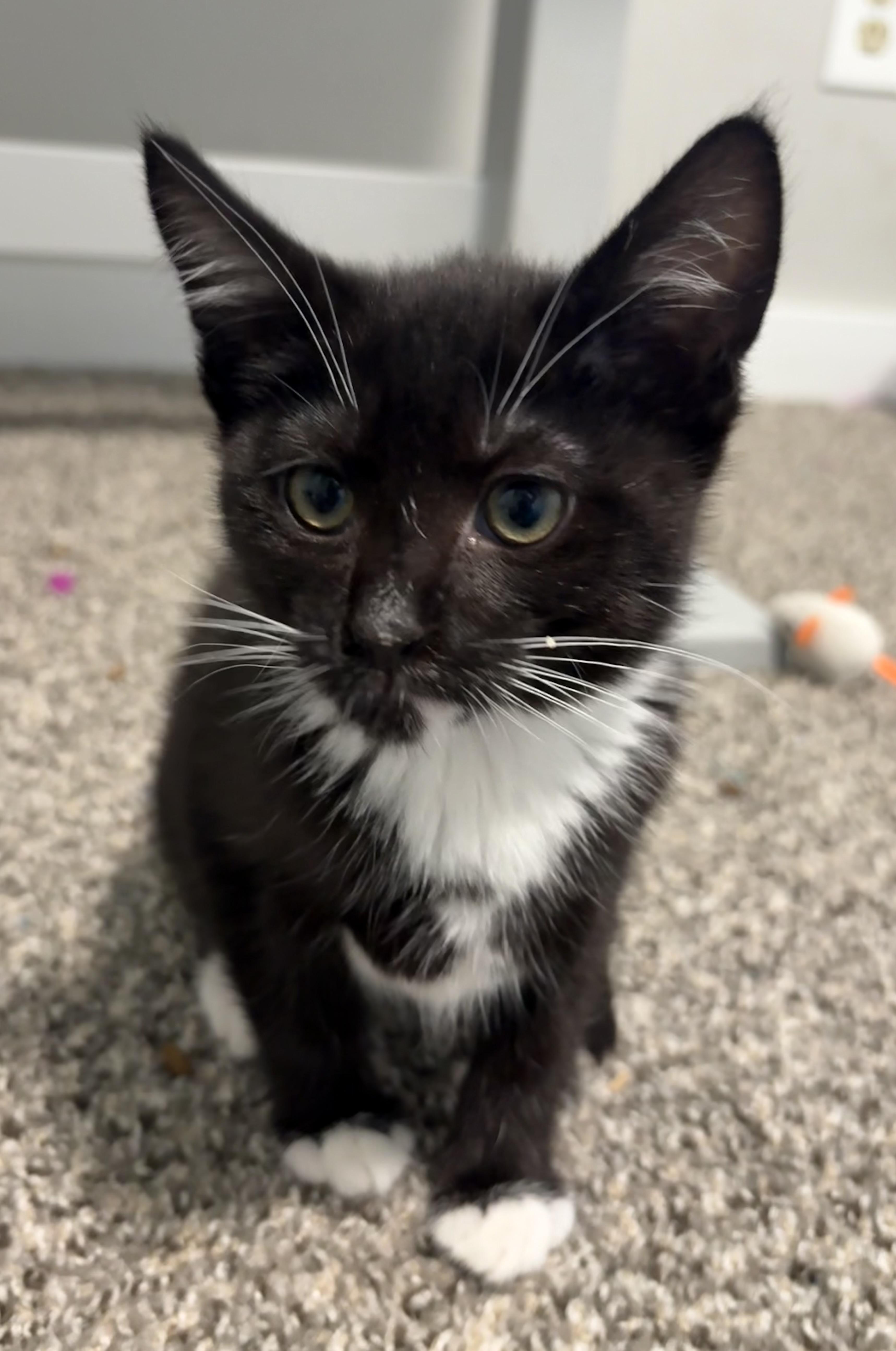 Audrey, ADOPTABLE, Kitten Female Domestic Short Hair.