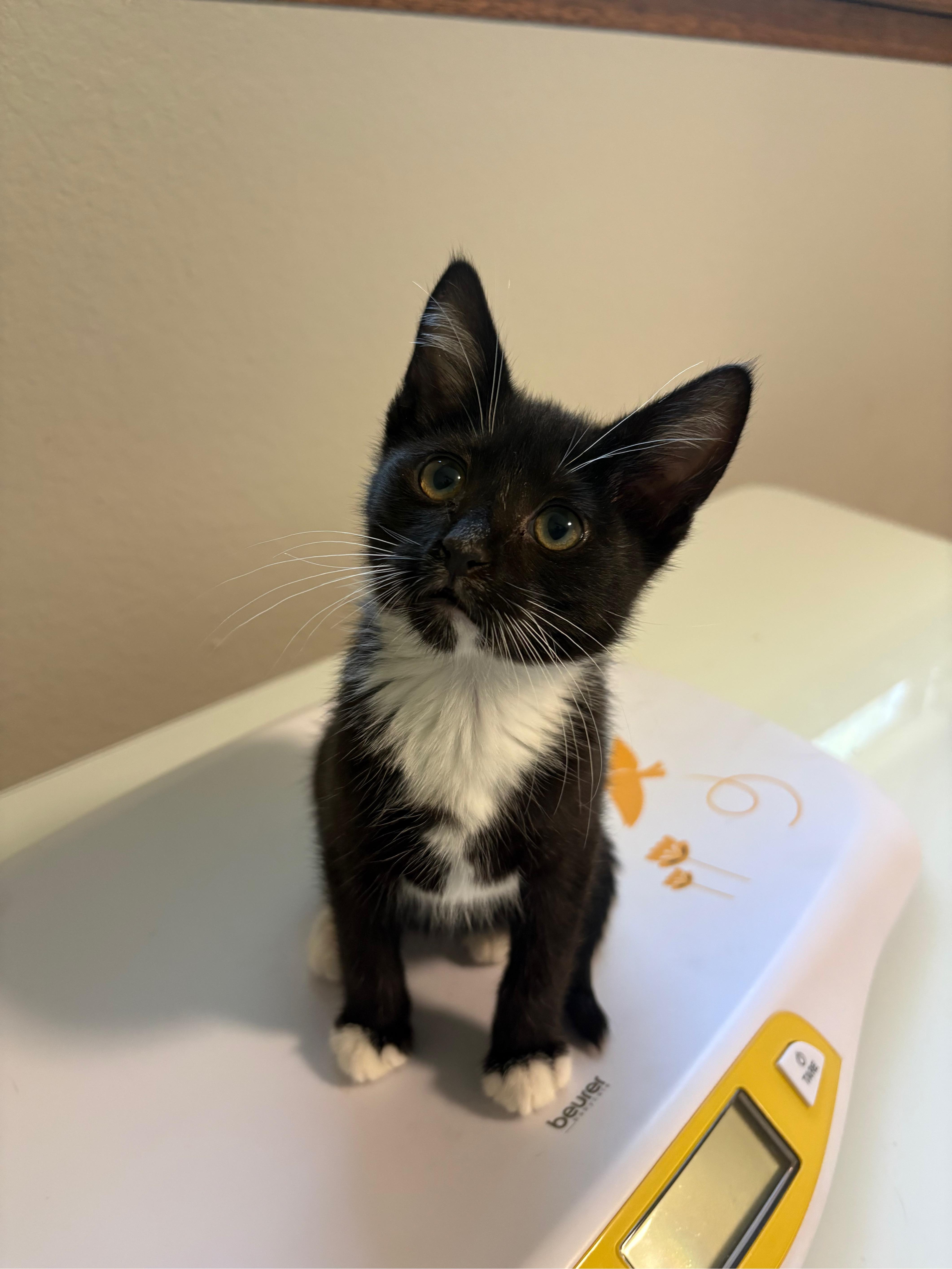 Enlarge Audrey, a ADOPTABLE Domestic Short Hair in Hillsboro, OR image 6/6