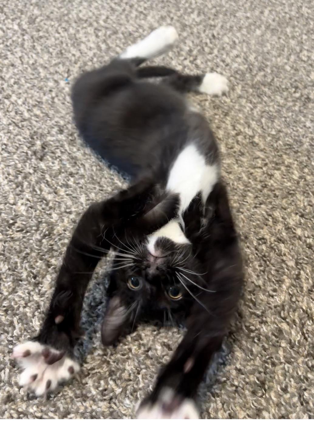 Enlarge Audrey, a ADOPTABLE Domestic Short Hair in Hillsboro, OR image 3/6