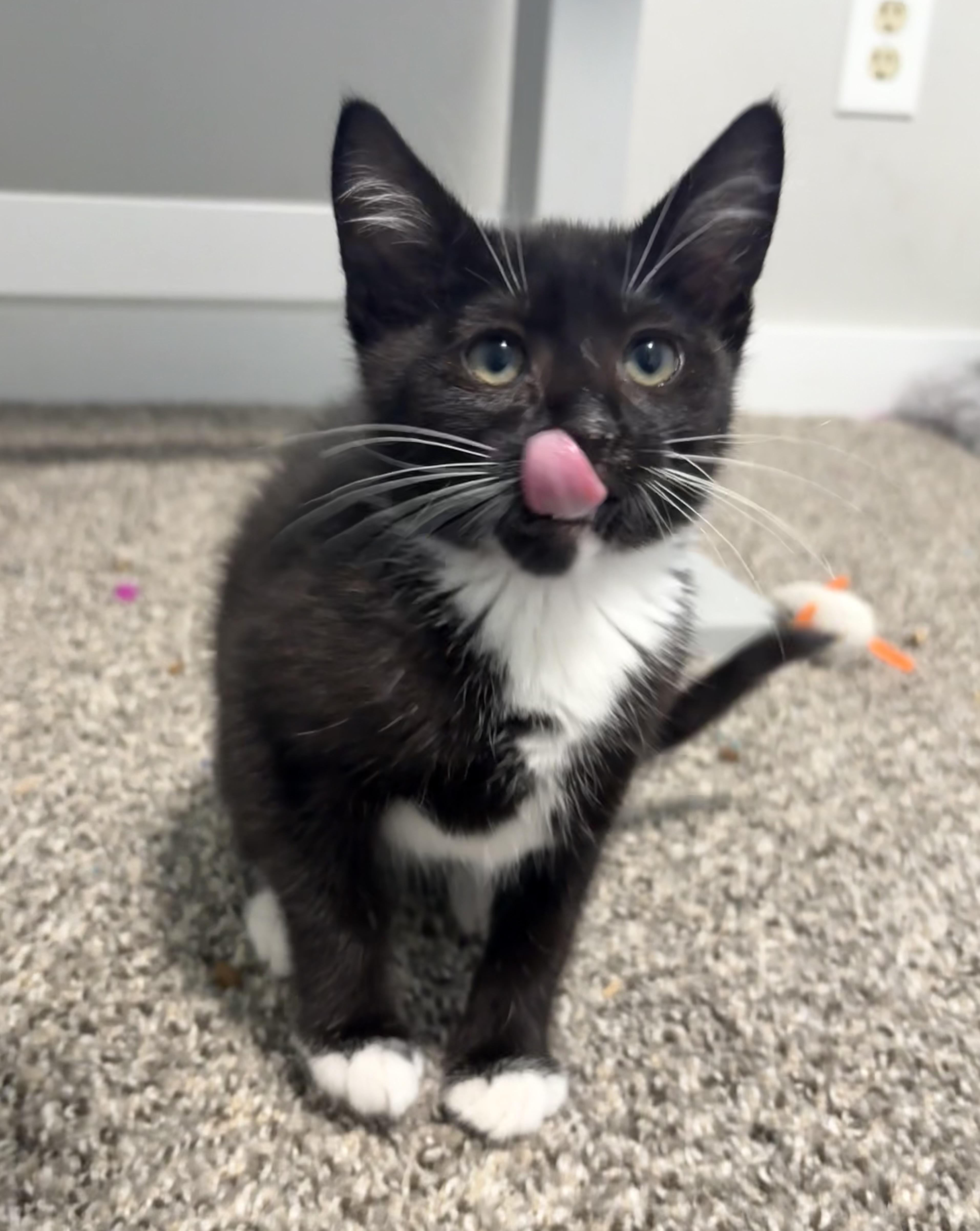 Enlarge Audrey, a ADOPTABLE Domestic Short Hair in Hillsboro, OR image 2/6
