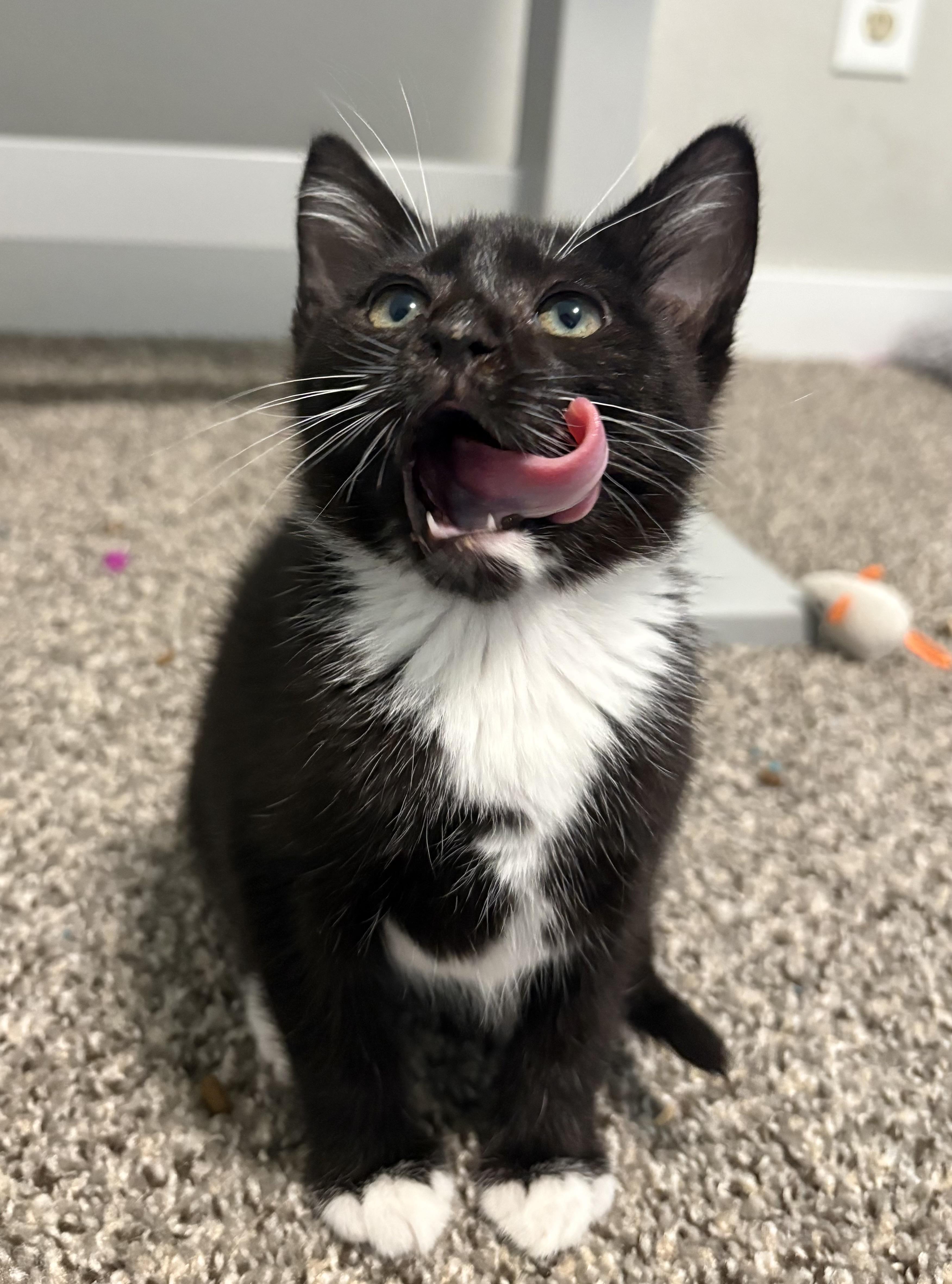 Enlarge Audrey, a ADOPTABLE Domestic Short Hair in Hillsboro, OR image 4/6