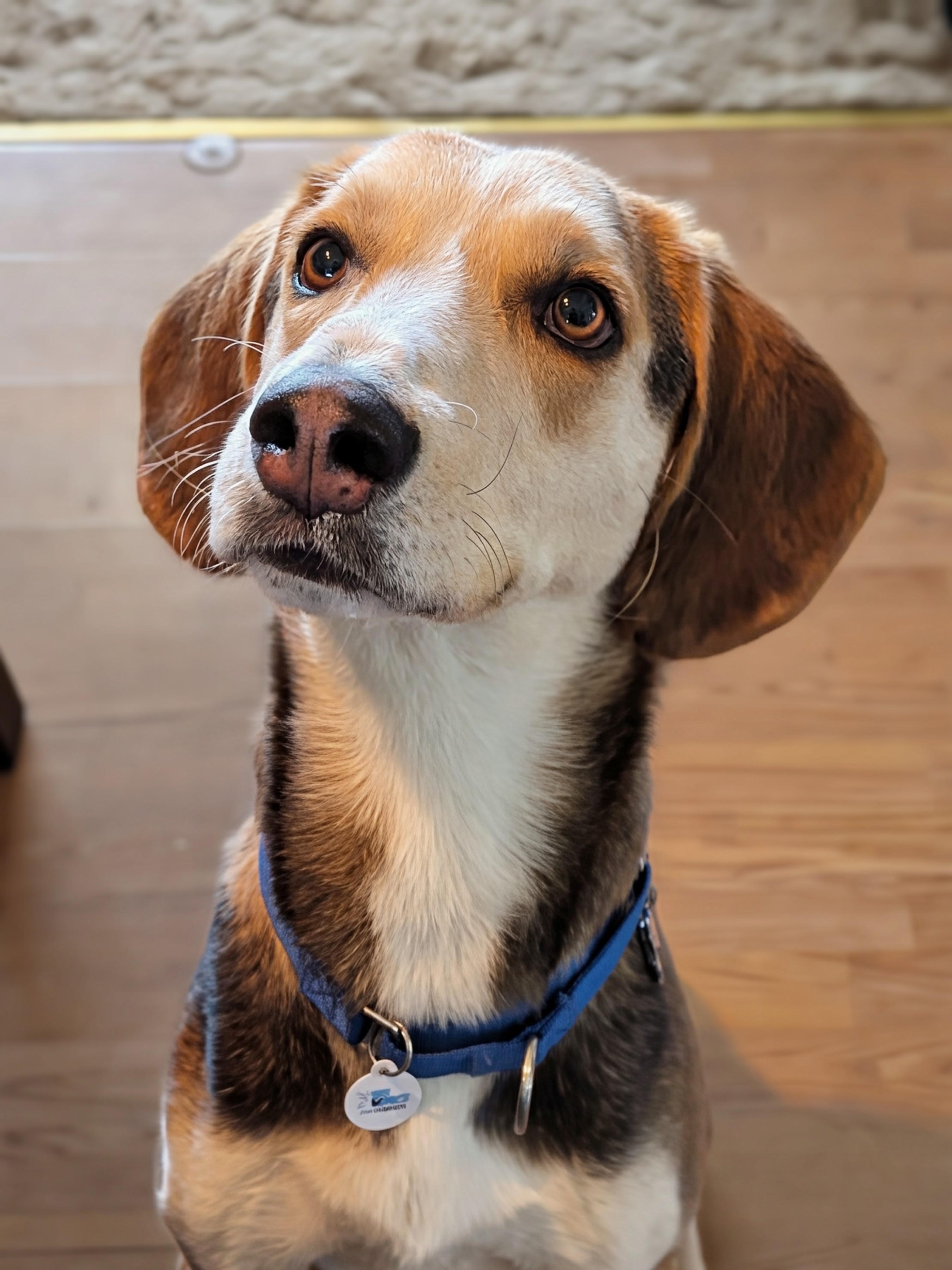 Lewey, Adoptable, Adult Male American Foxhound.