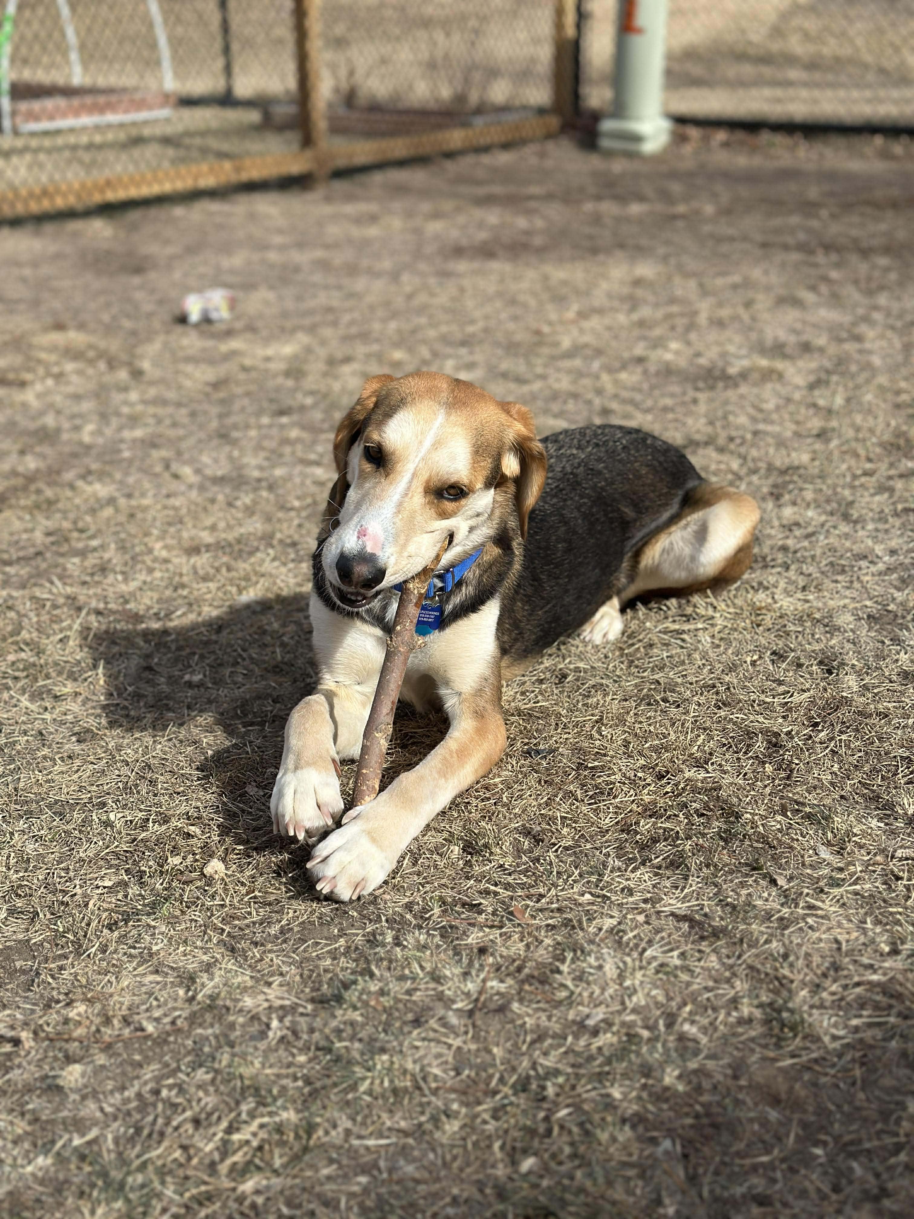 Enlarge Lewey, a Adoptable mixed breed in TULSA, OK image 1/6