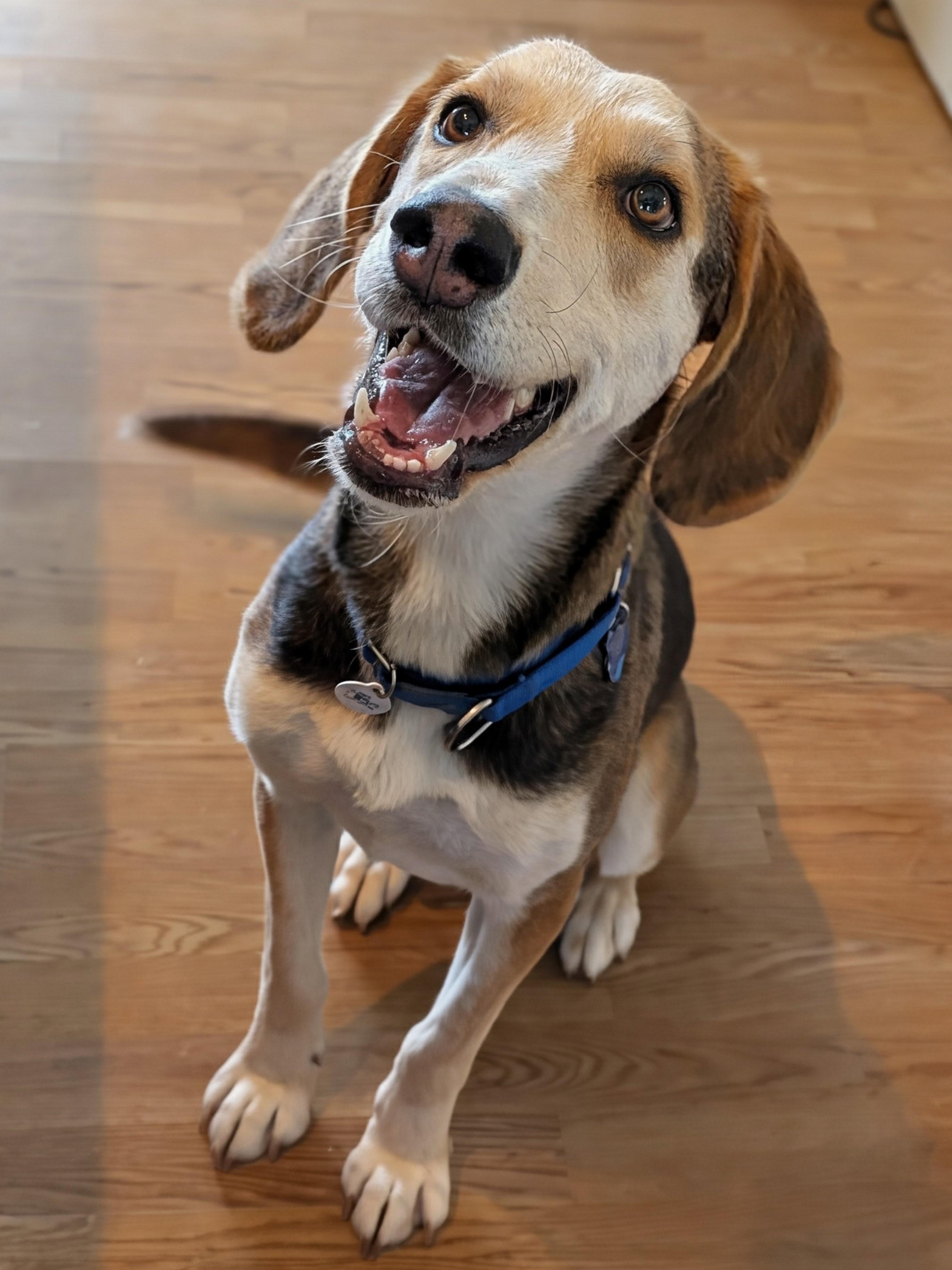 Enlarge Lewey, a Adoptable mixed breed in TULSA, OK image 2/6