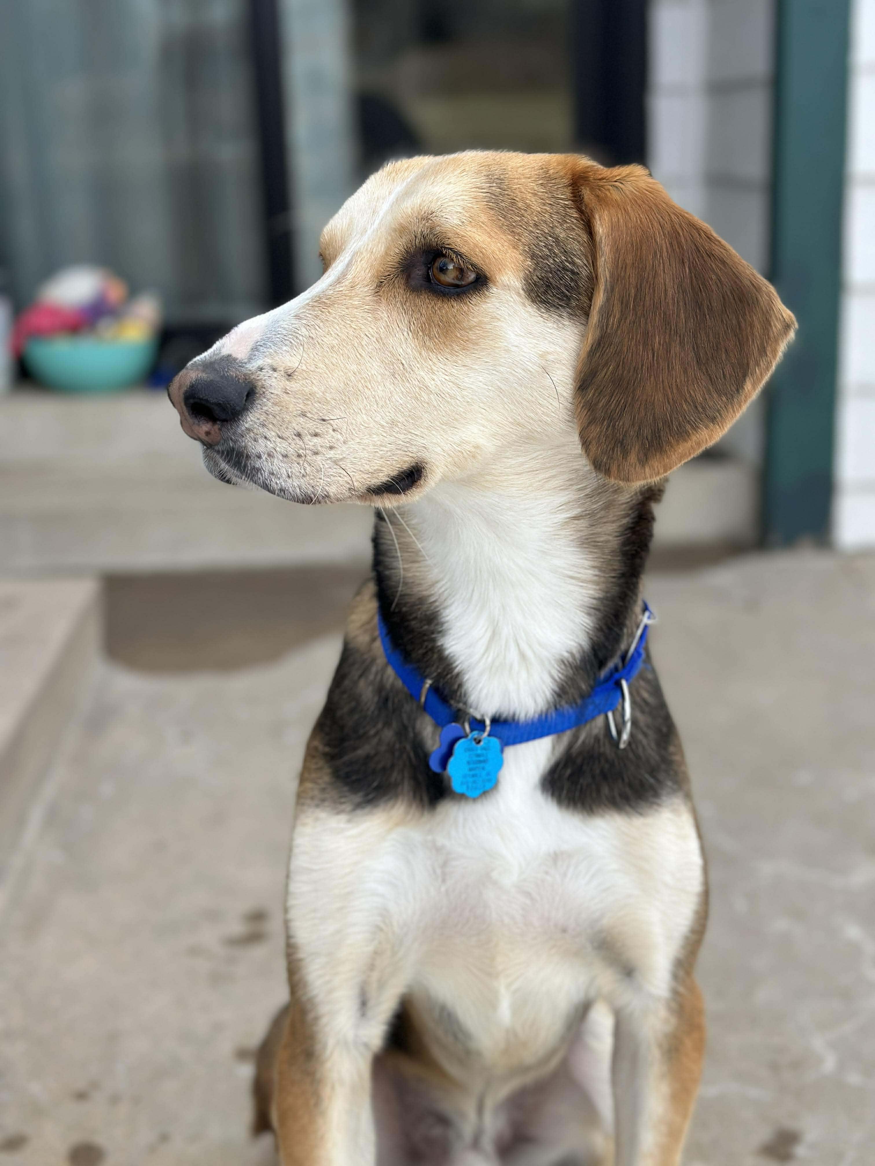 Enlarge Lewey, a Adoptable mixed breed in TULSA, OK image 2/6