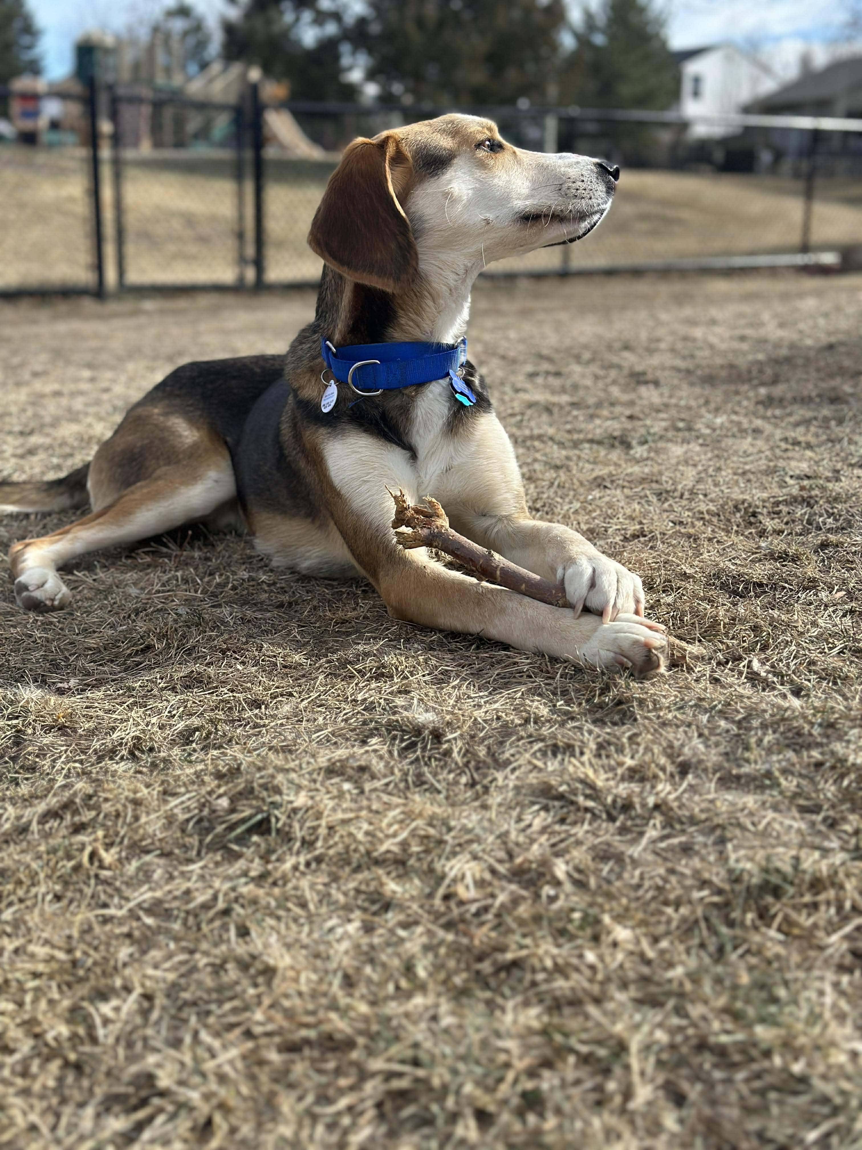 Enlarge Lewey, a Adoptable mixed breed in TULSA, OK image 3/6