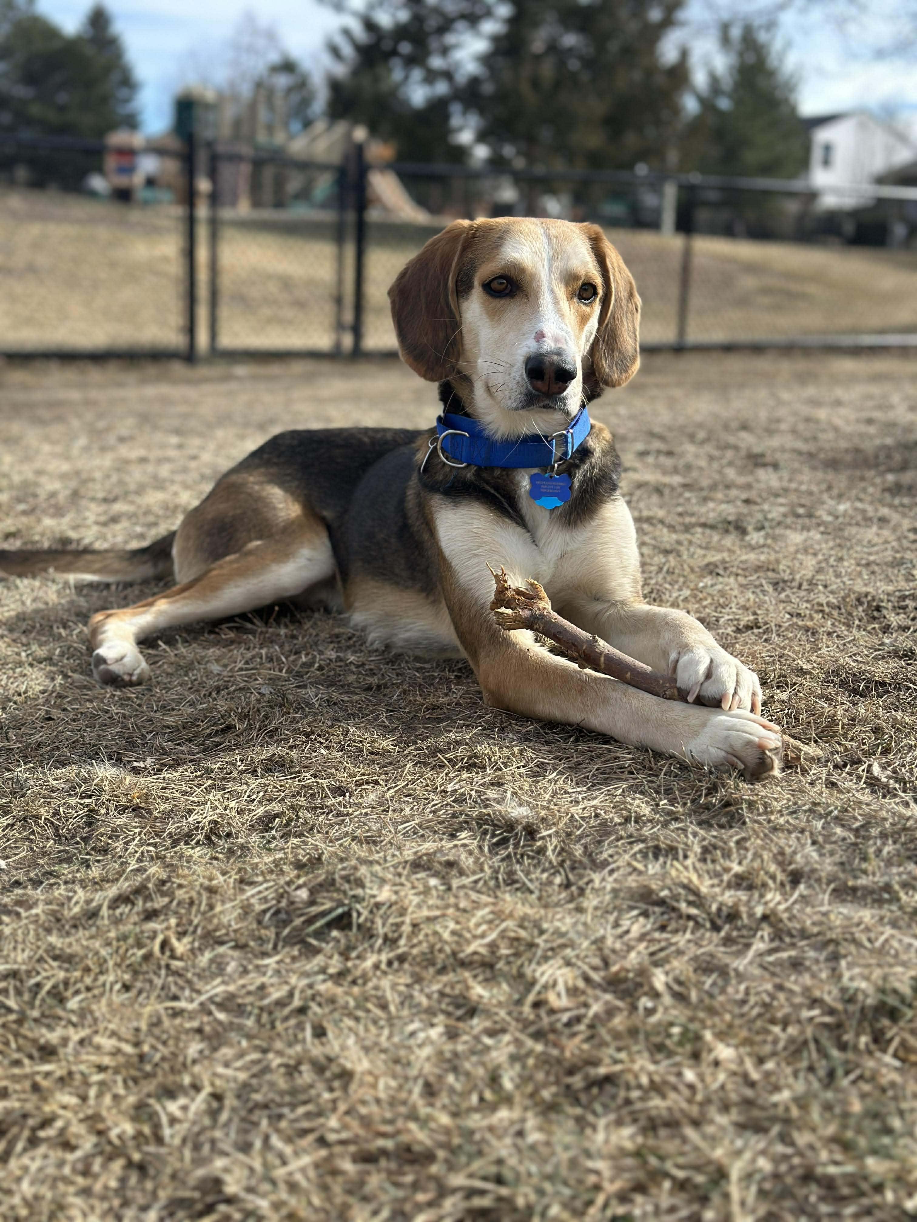 Enlarge Lewey, a Adoptable mixed breed in TULSA, OK image 4/6