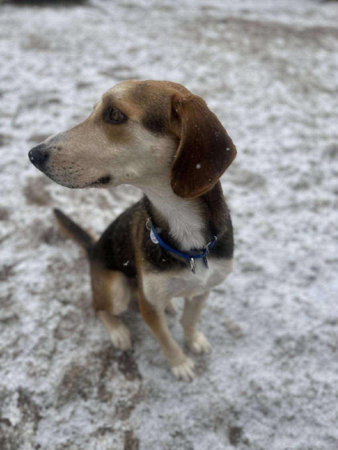 Enlarge Lewey, a Adoptable mixed breed in TULSA, OK image 5/6