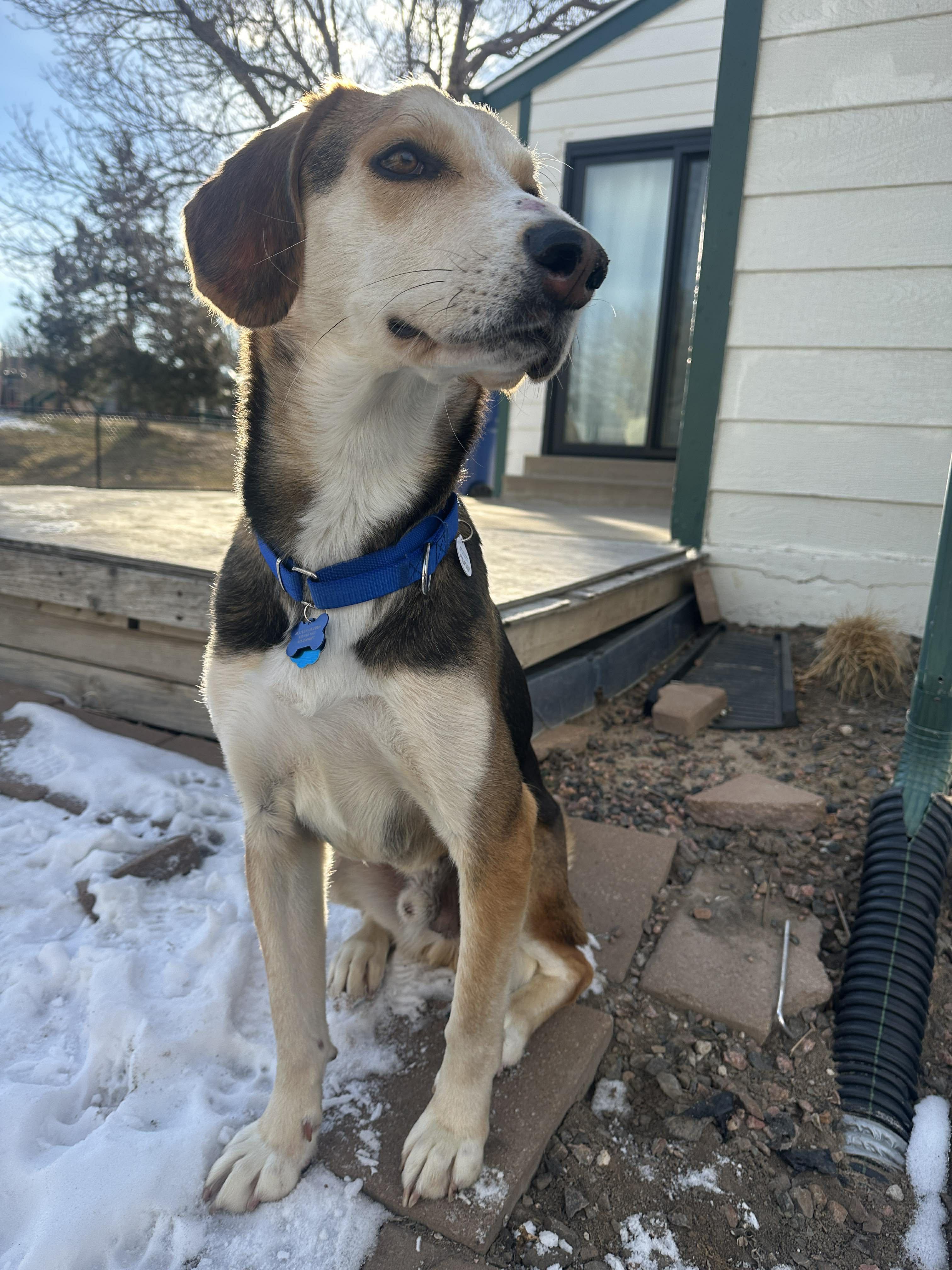 Enlarge Lewey, a Adoptable mixed breed in TULSA, OK image 5/6